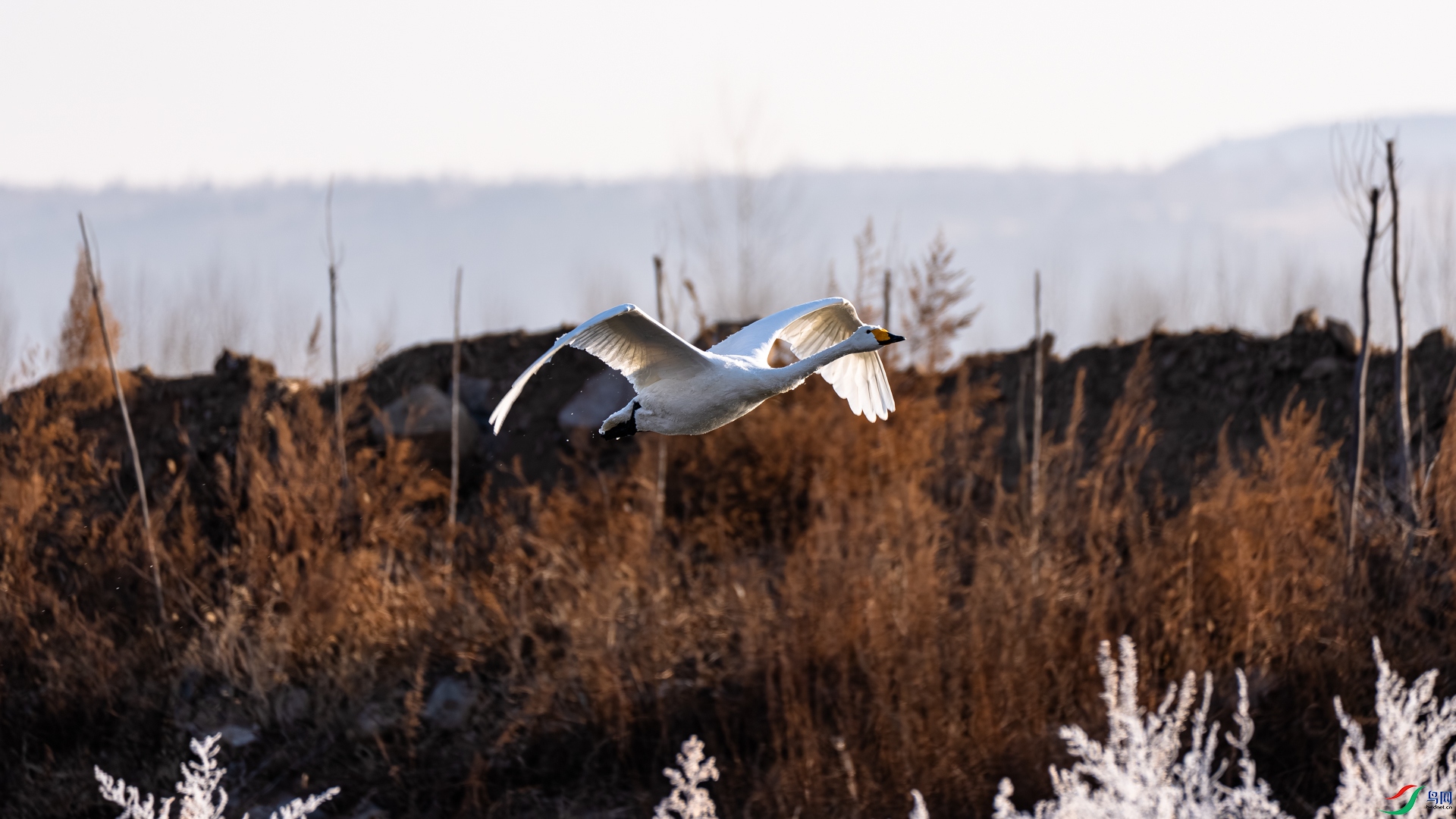 _DSC6516.jpg