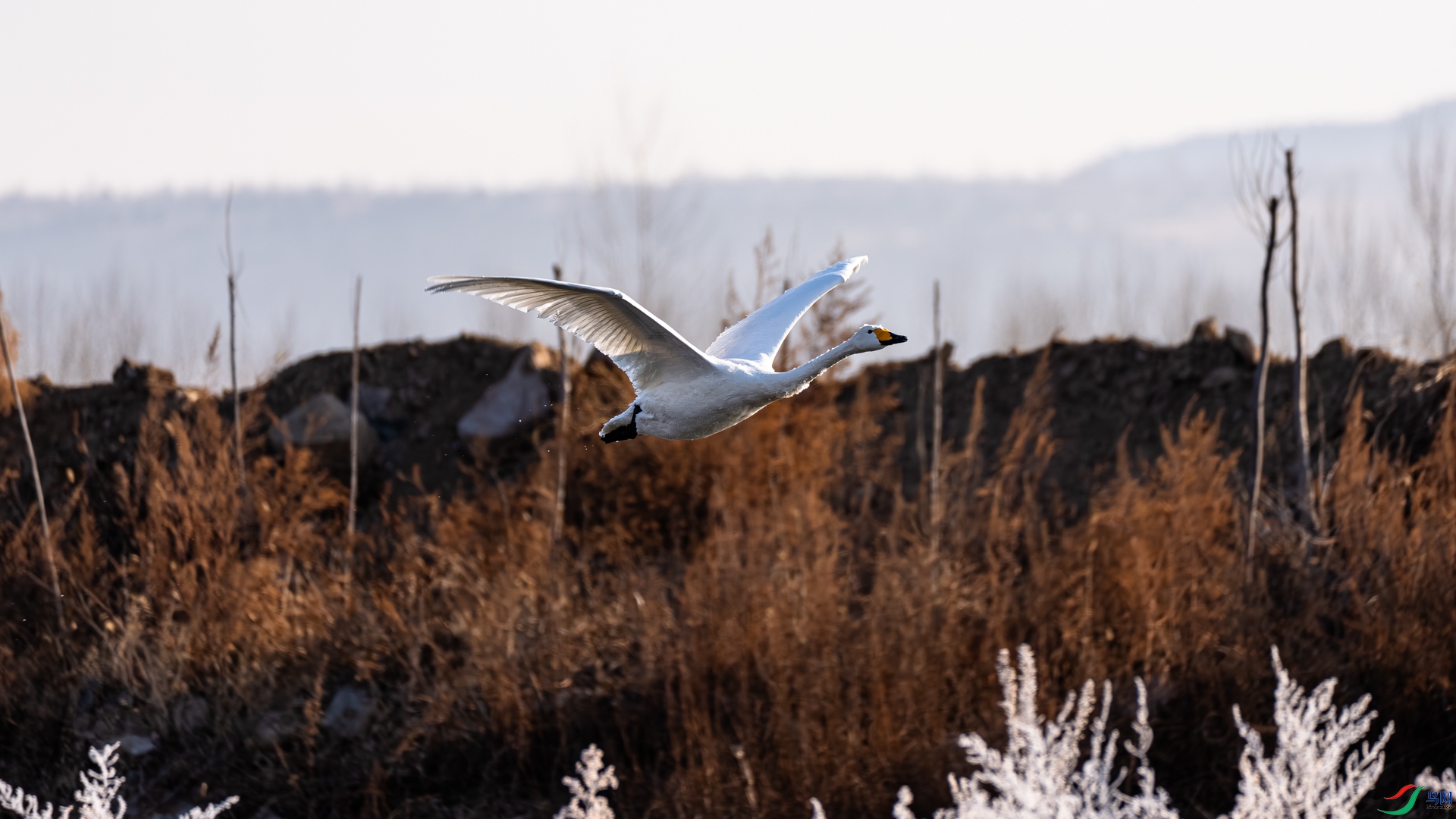 _DSC6517.jpg