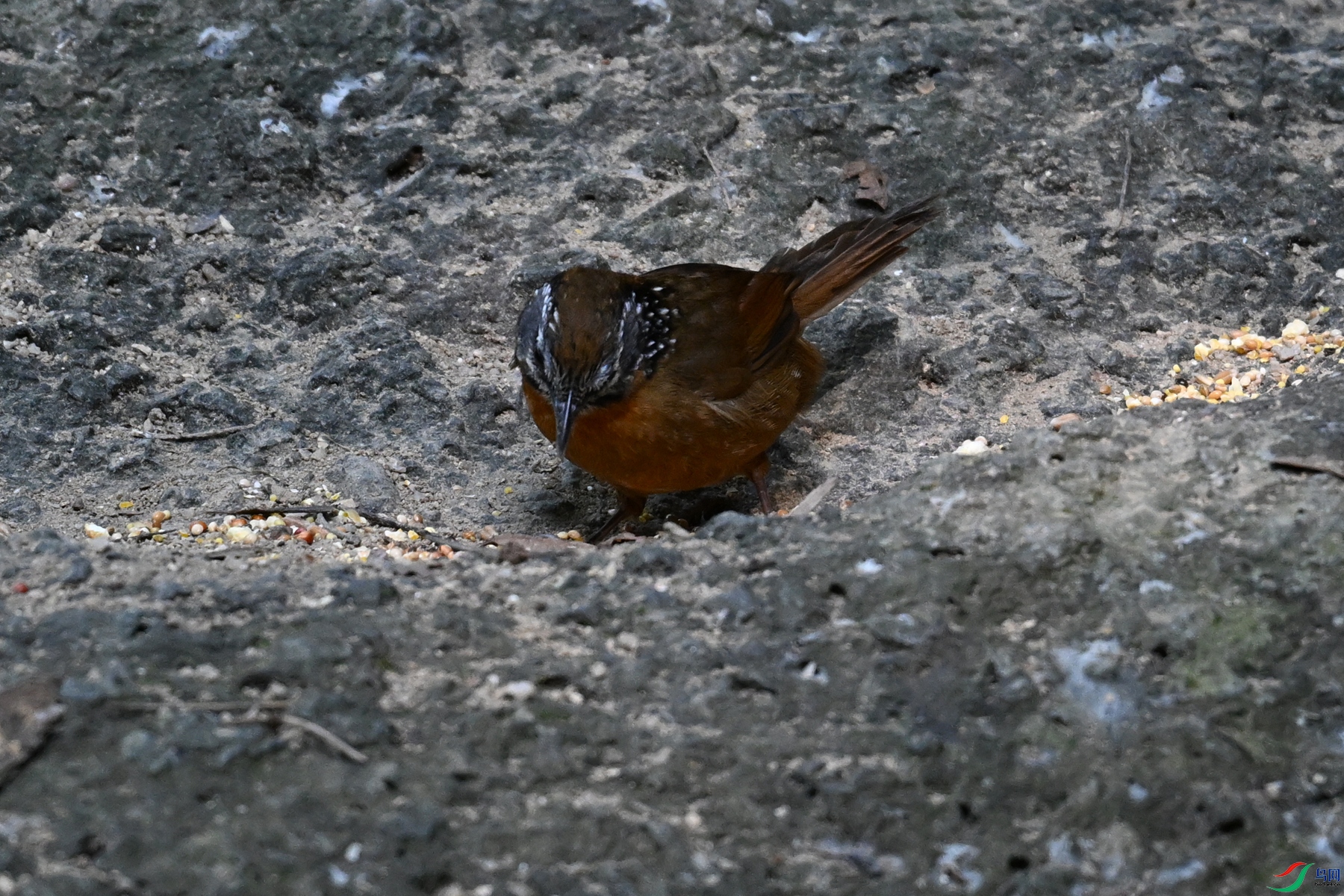 DSC_7202.JPG