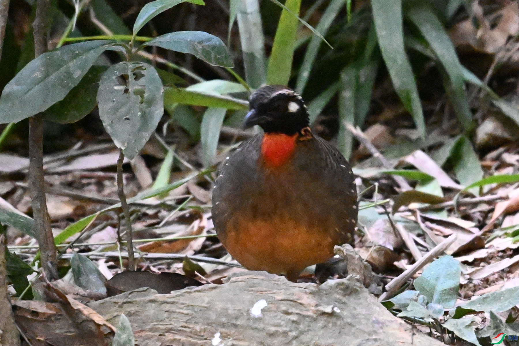 DSC_7241.JPG