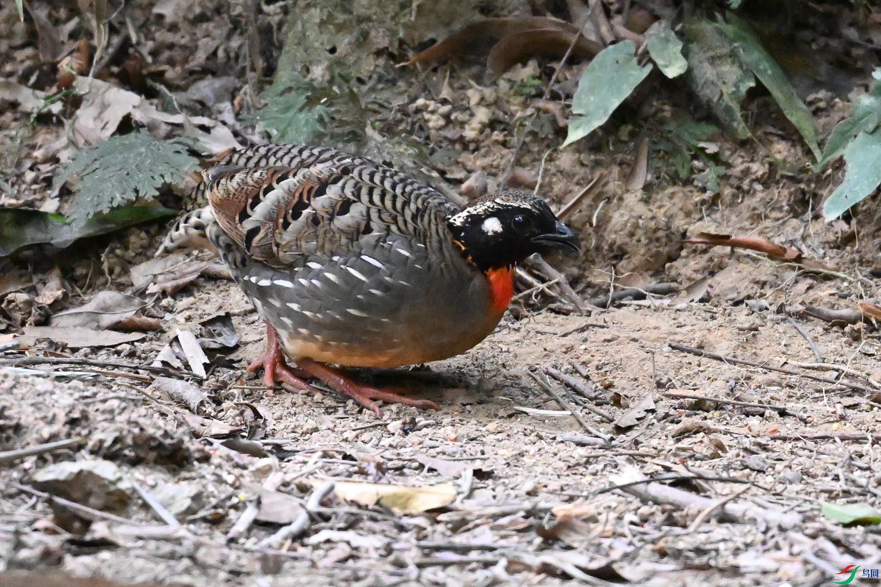 DSC_7243.JPG
