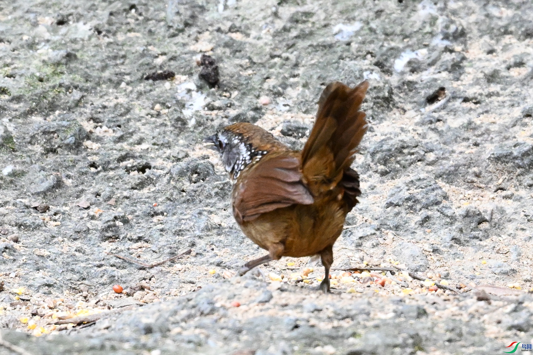 DSC_7224.JPG