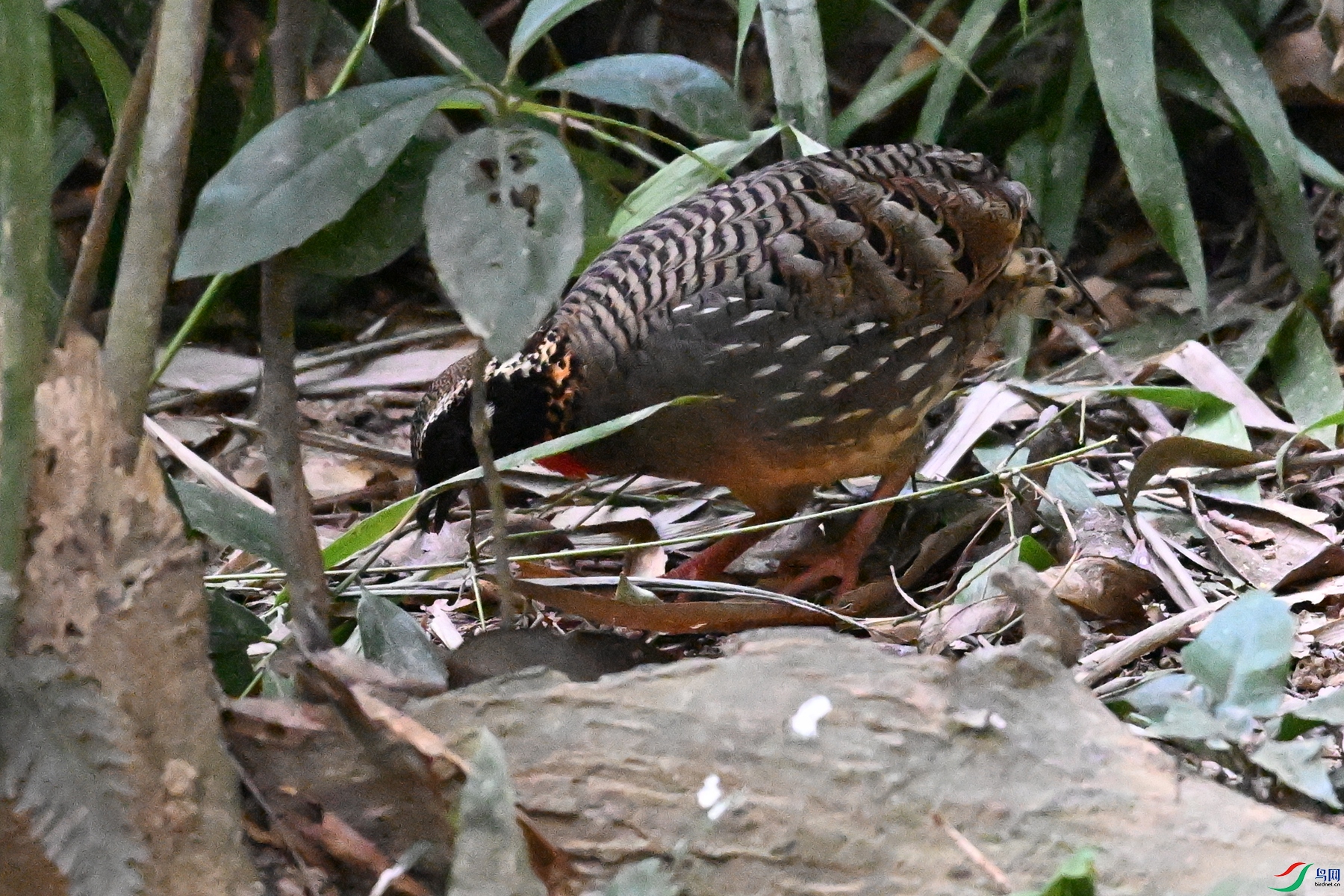 DSC_7231.JPG