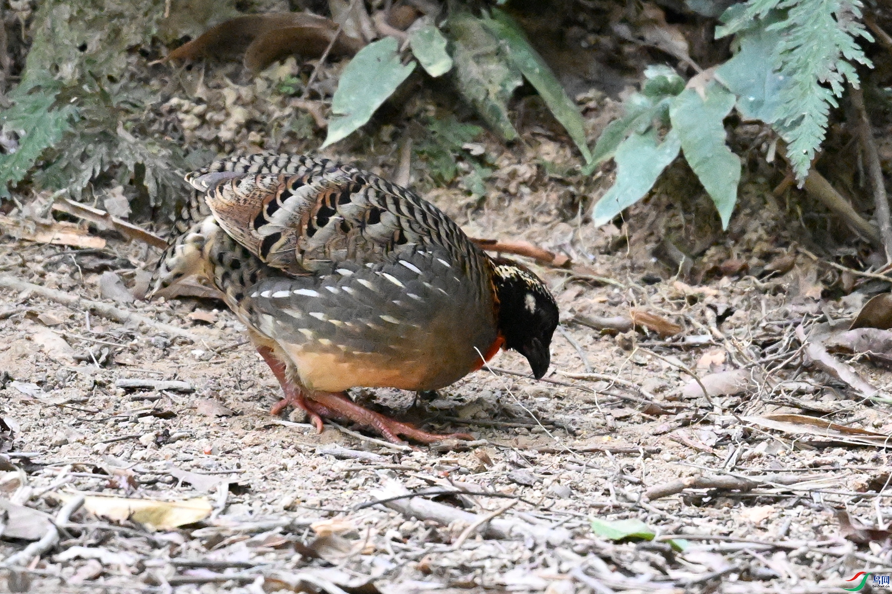 DSC_7251.JPG