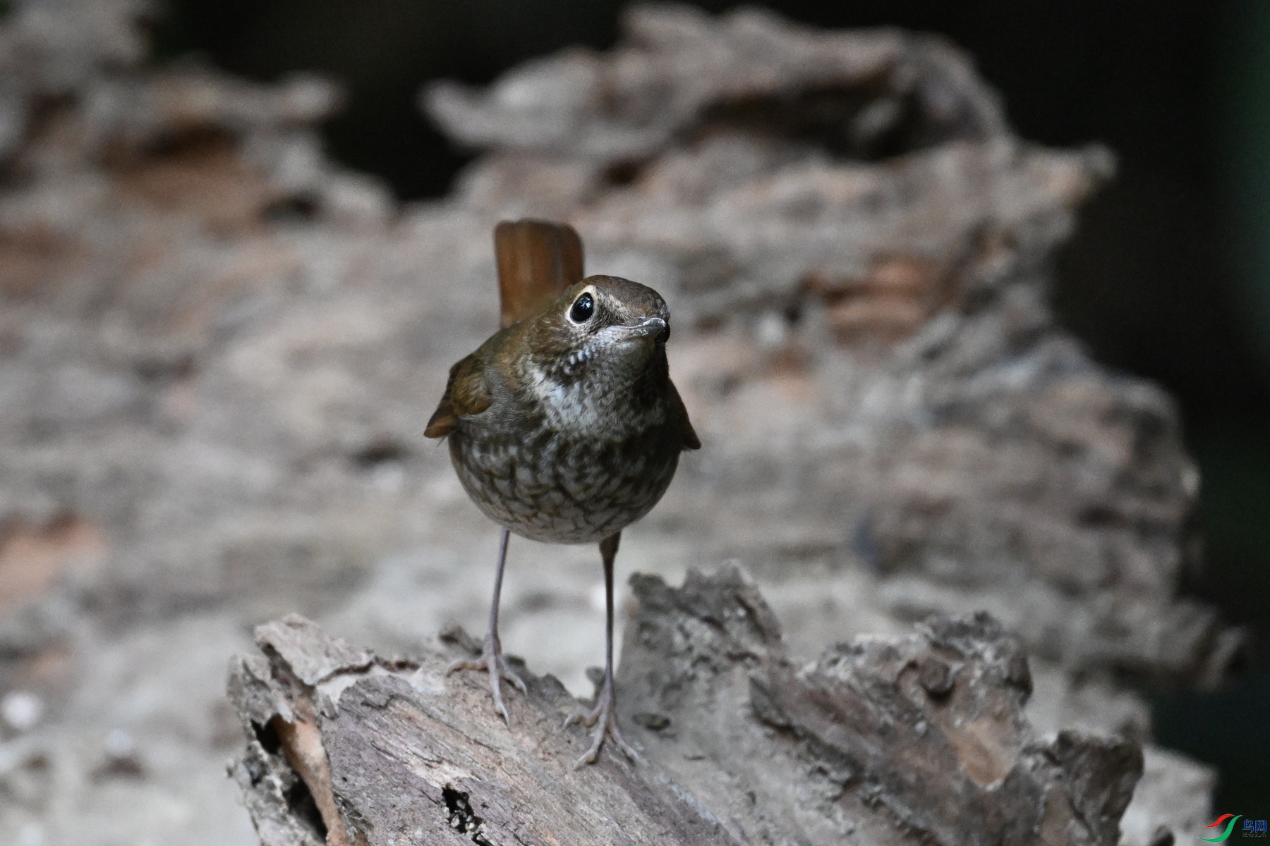 DSC_7162.JPG