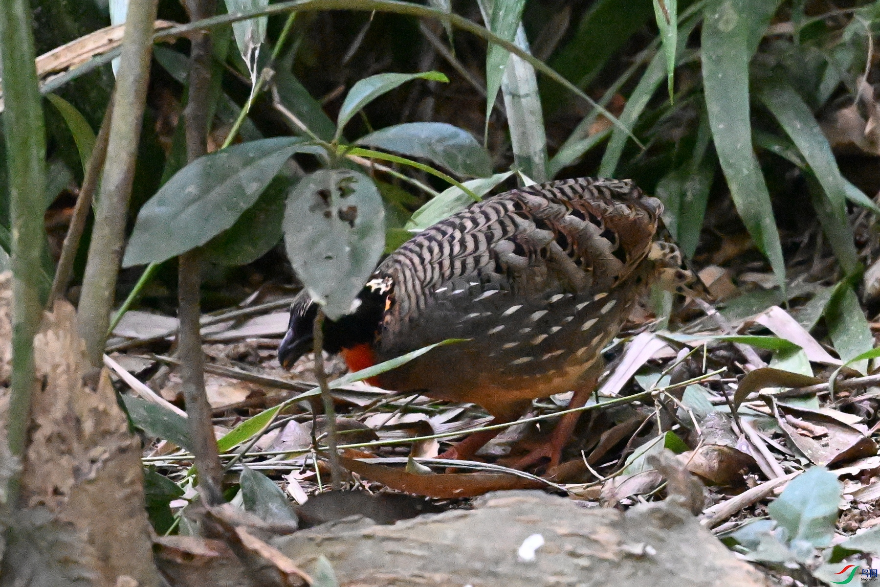 DSC_7232.JPG
