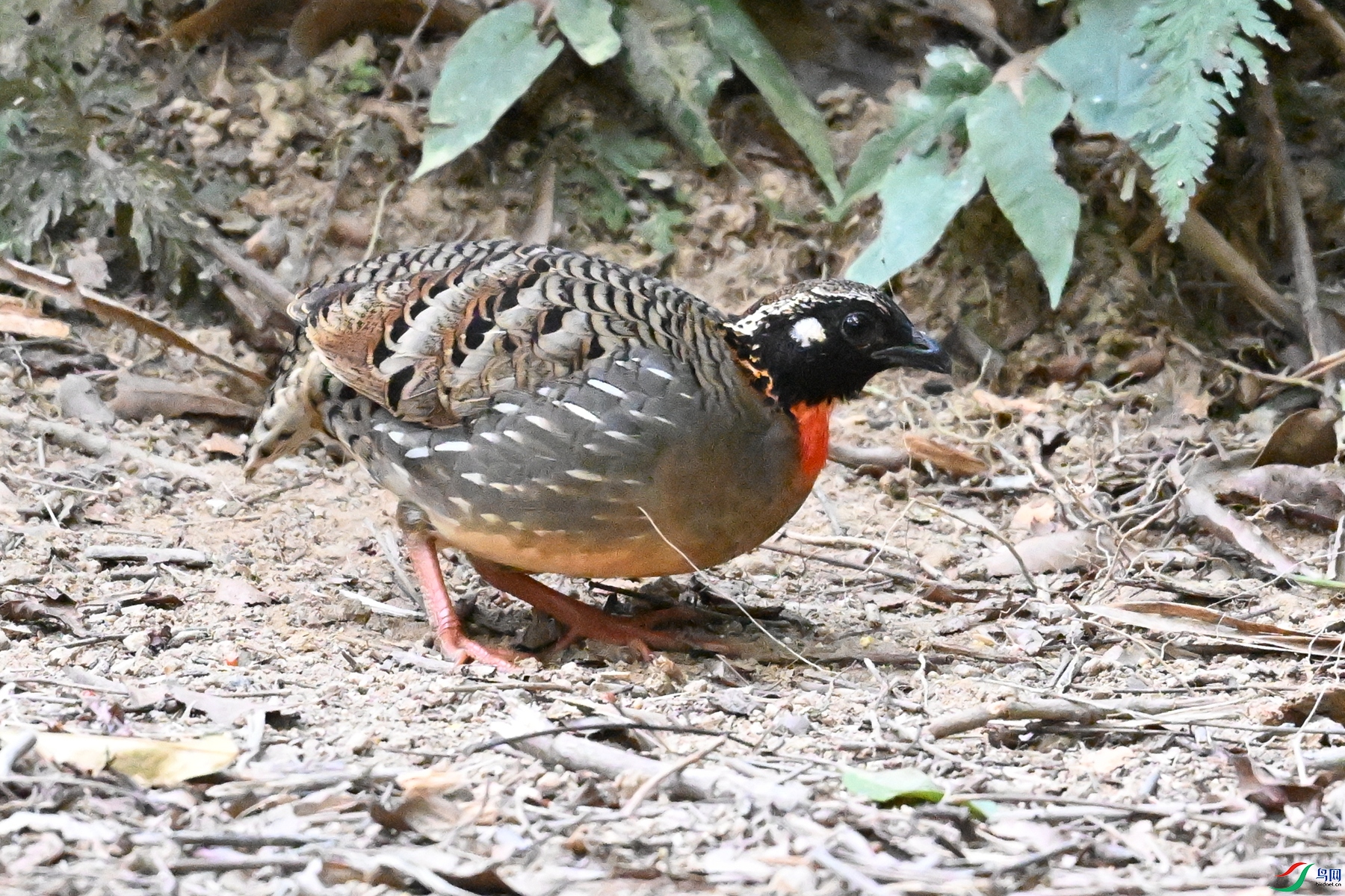 DSC_7254.JPG