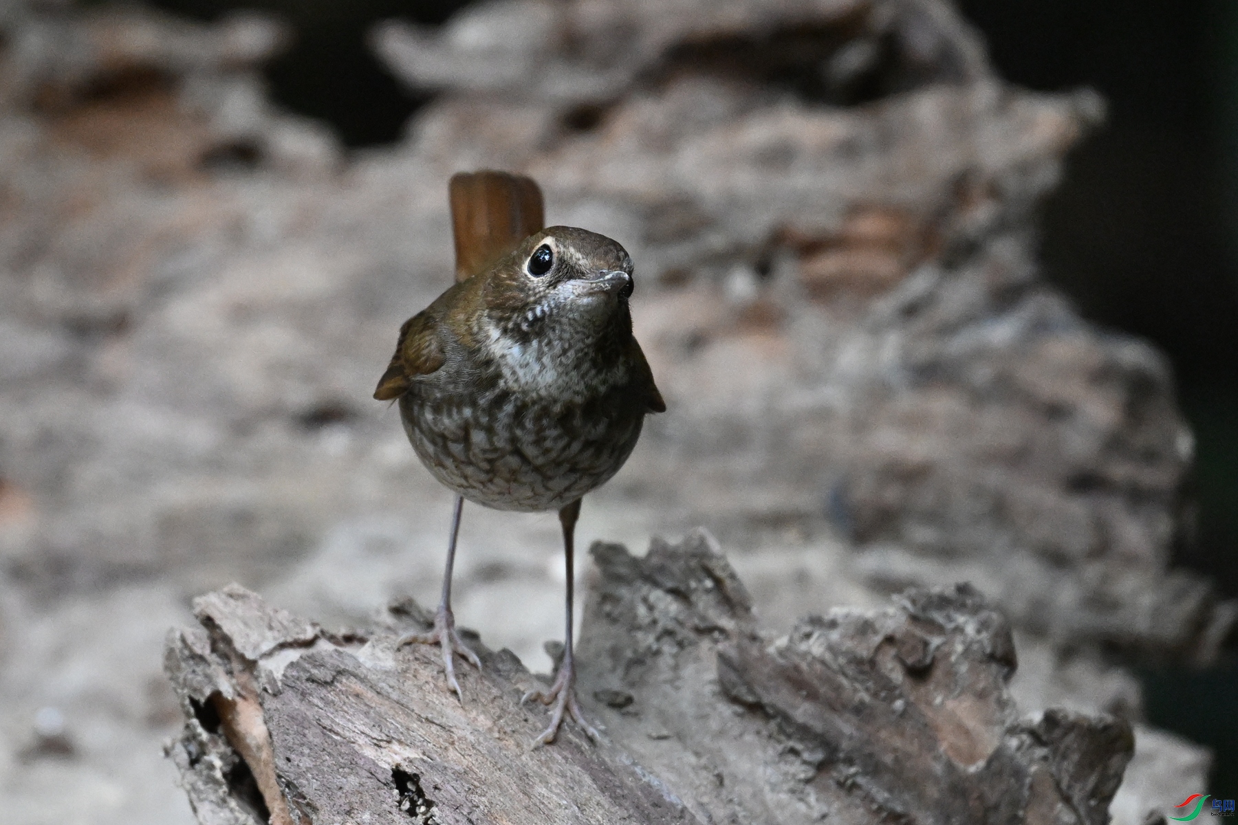 DSC_7167.JPG