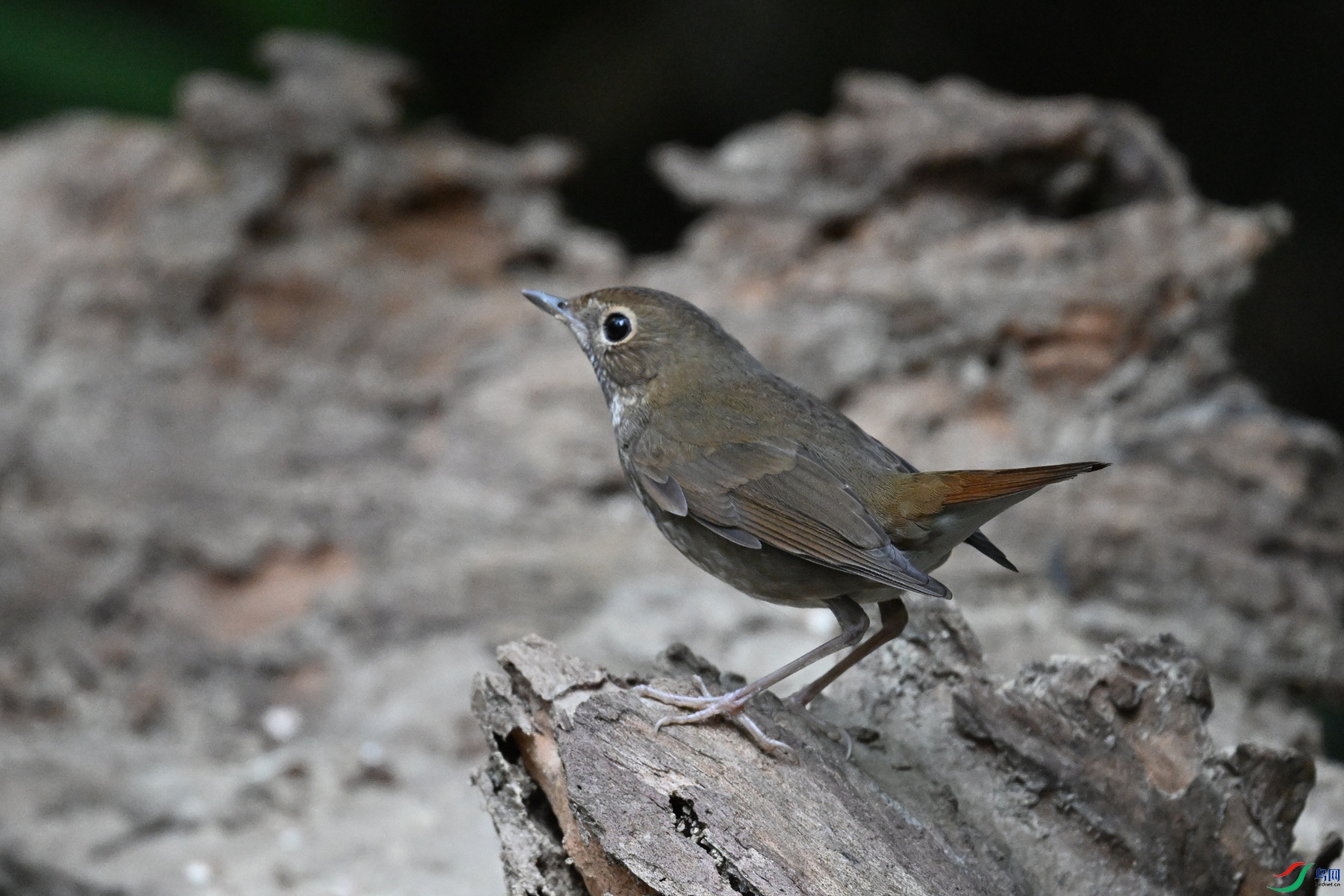 DSC_7172.JPG