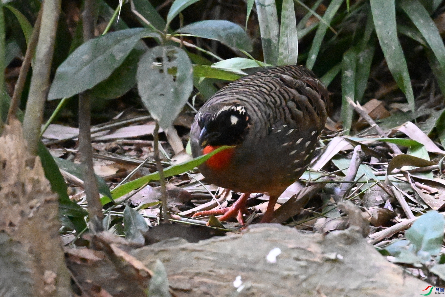 DSC_7237.JPG