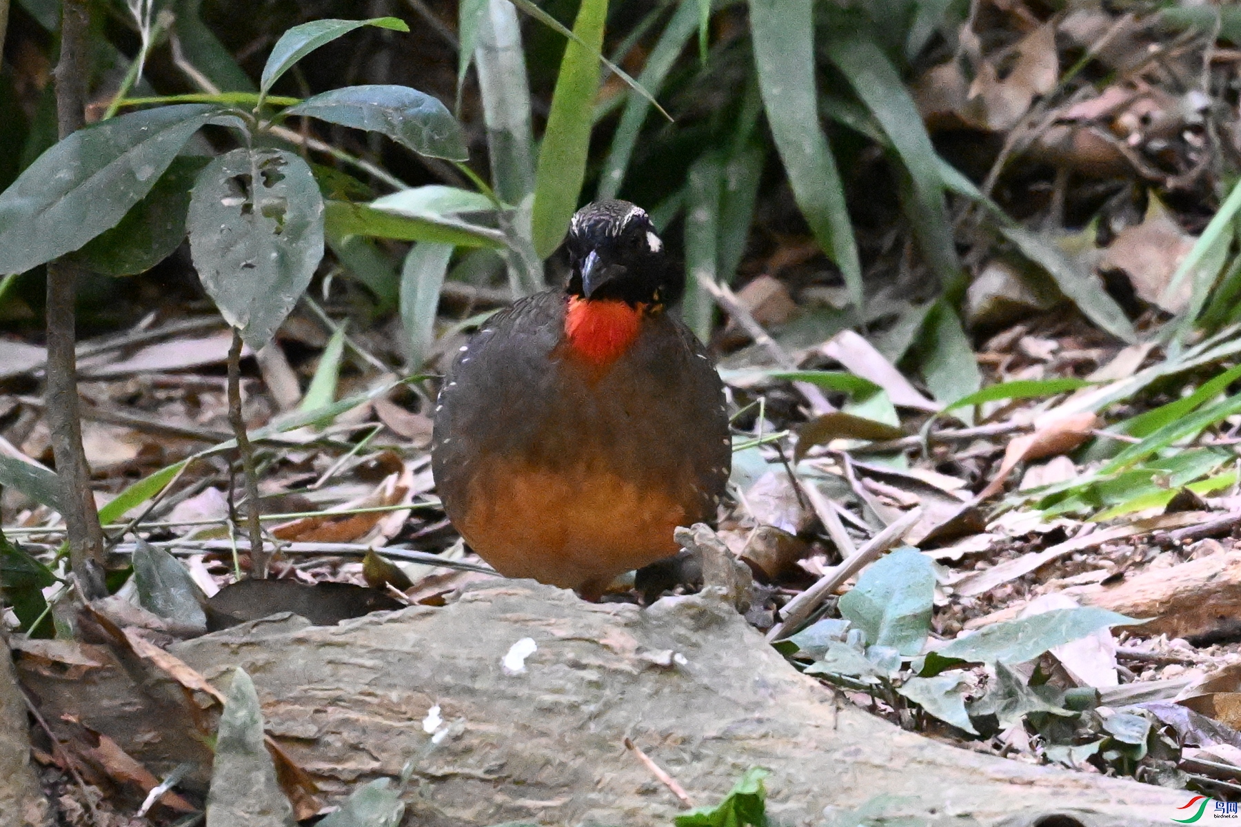 DSC_7239.JPG