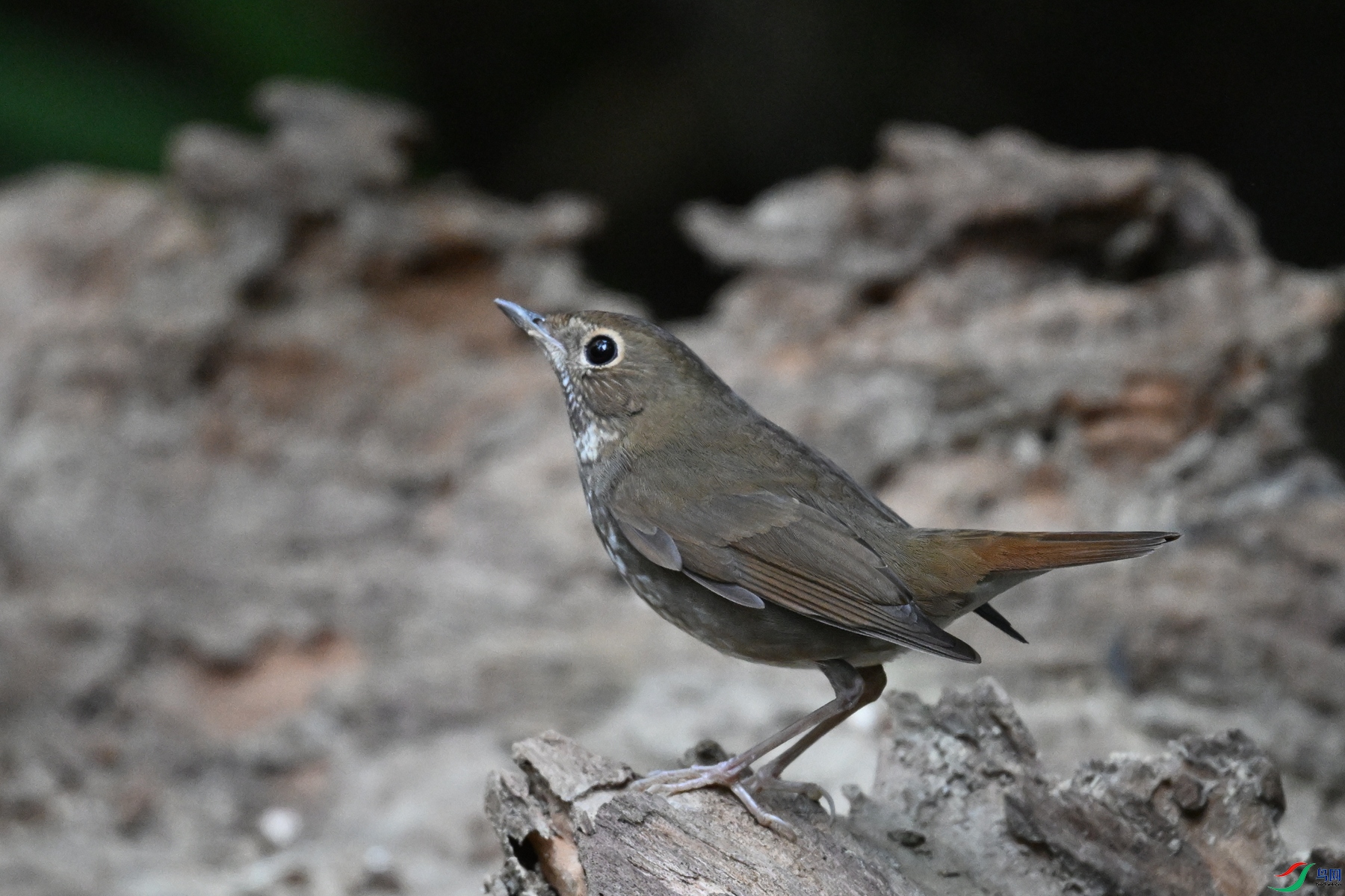 DSC_7175.JPG