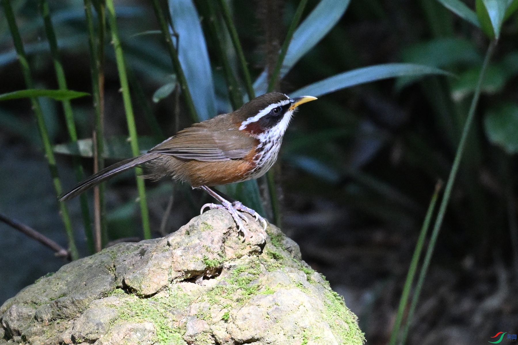 DSC_7183.JPG