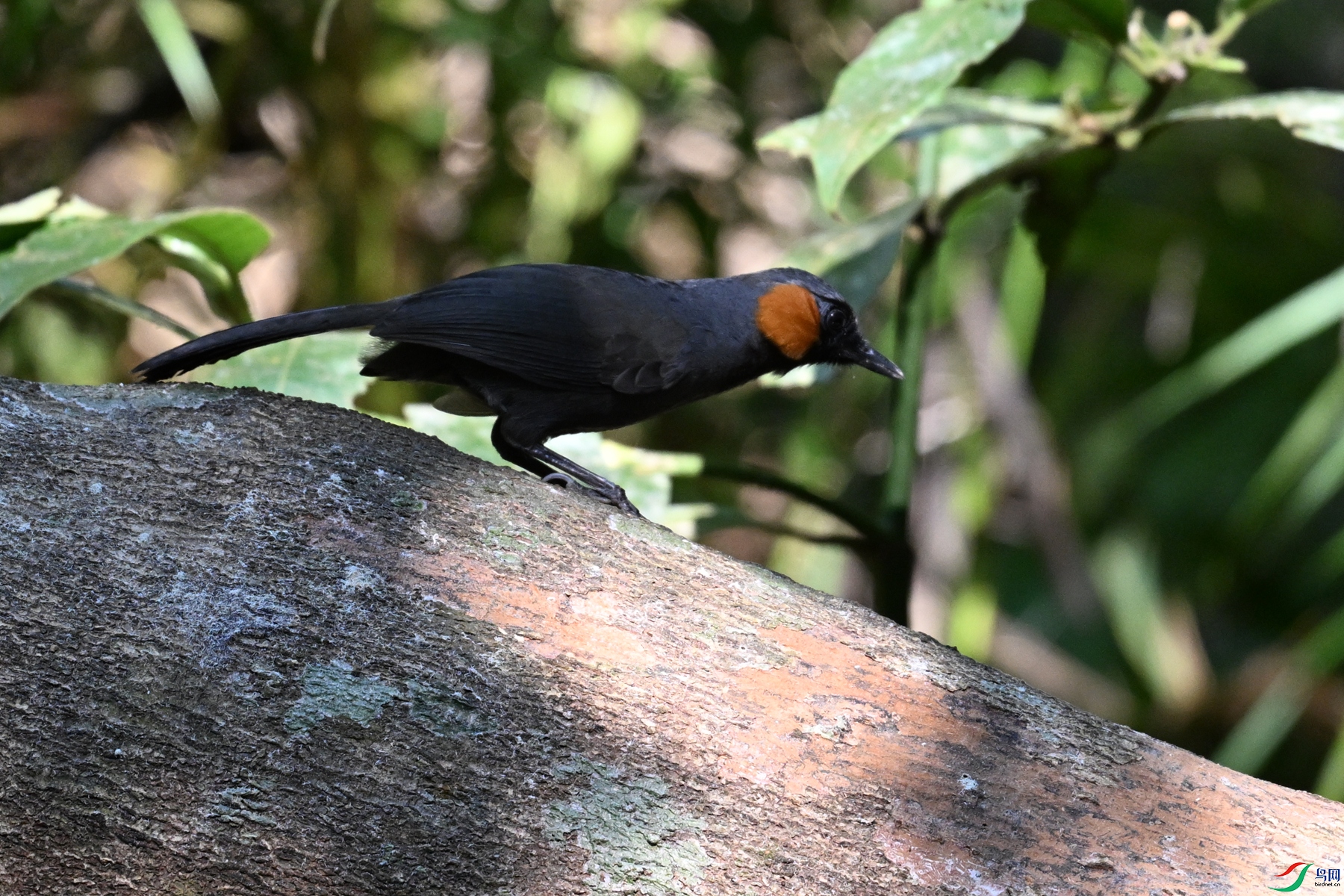 DSC_7190.JPG