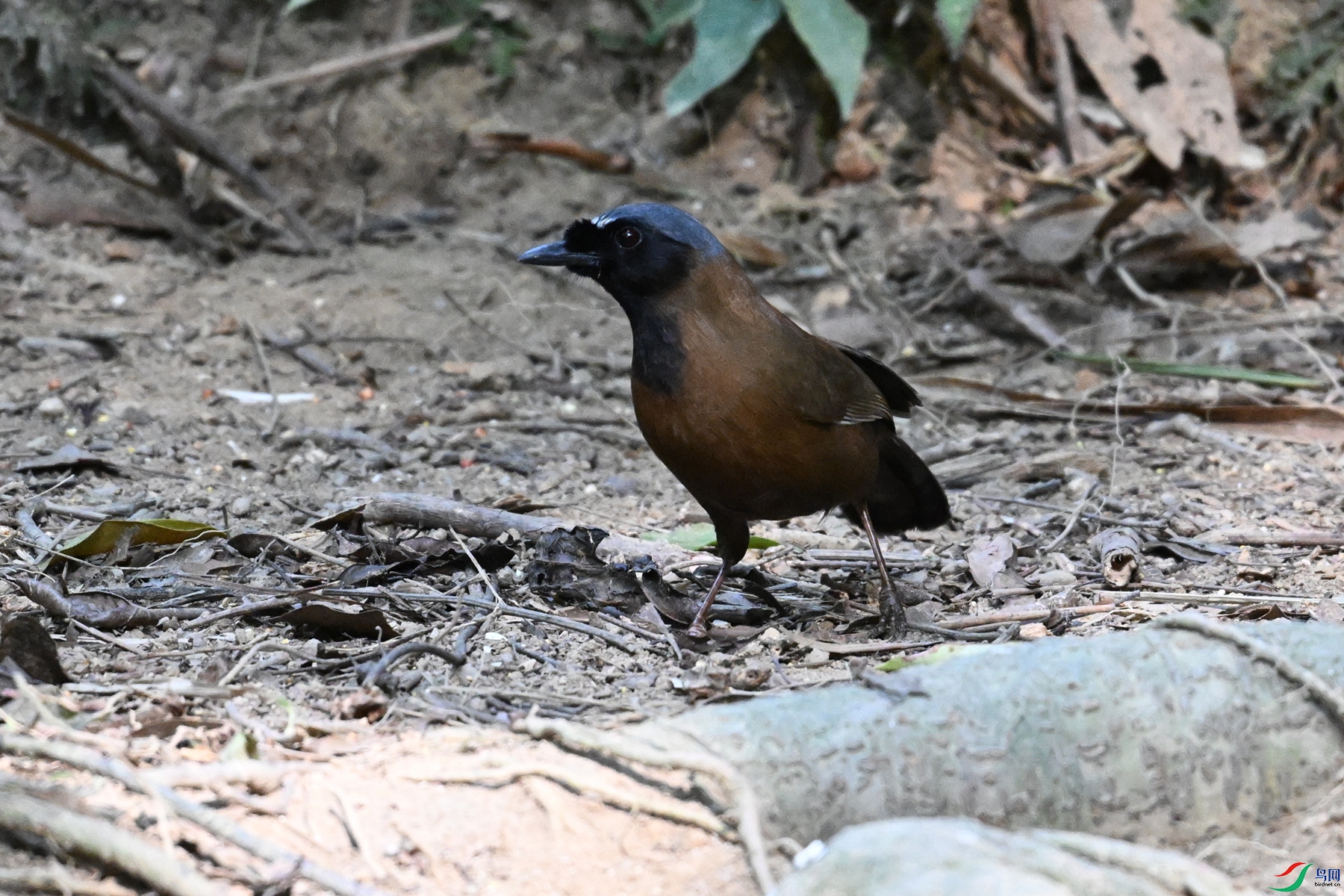 DSC_7194.JPG