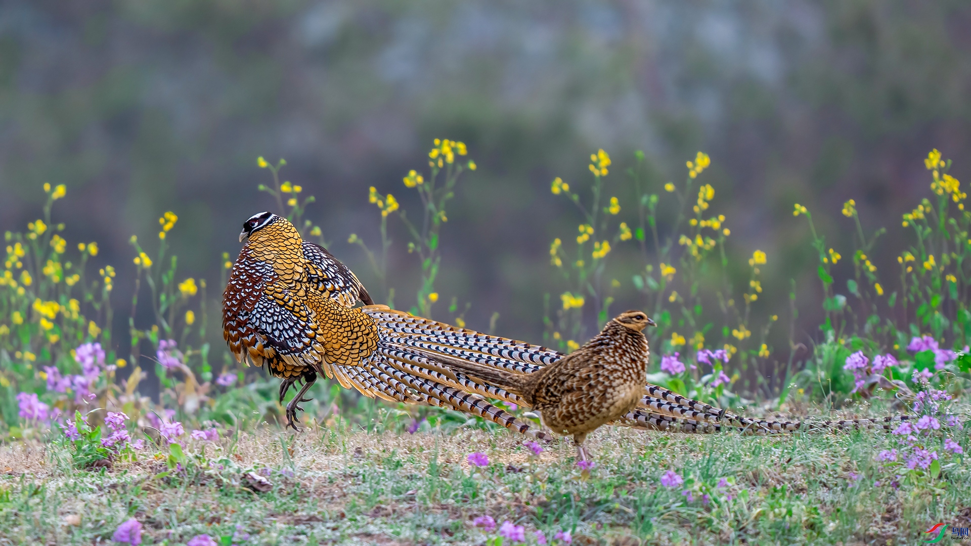 DSC00434 ����.jpg