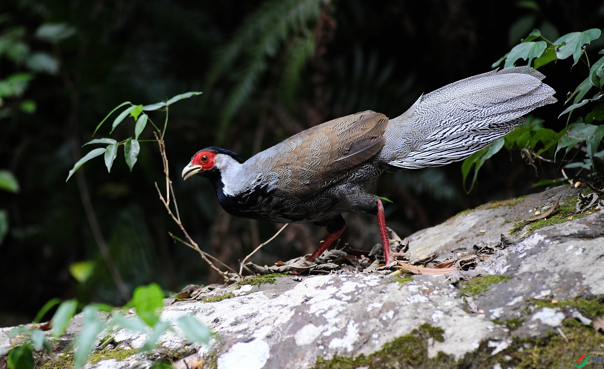 DSC_8184.jpg