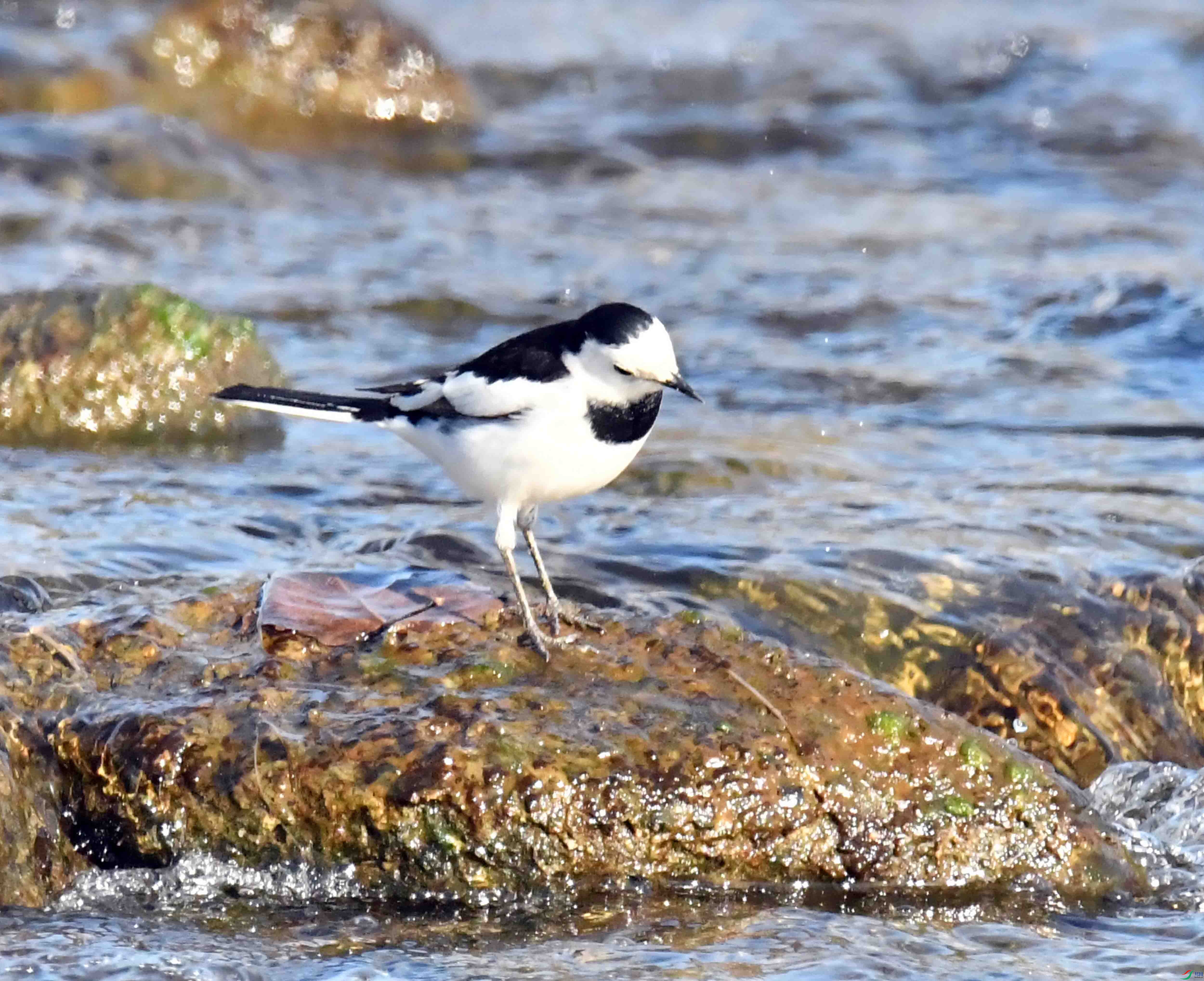 DSC_2254.JPG