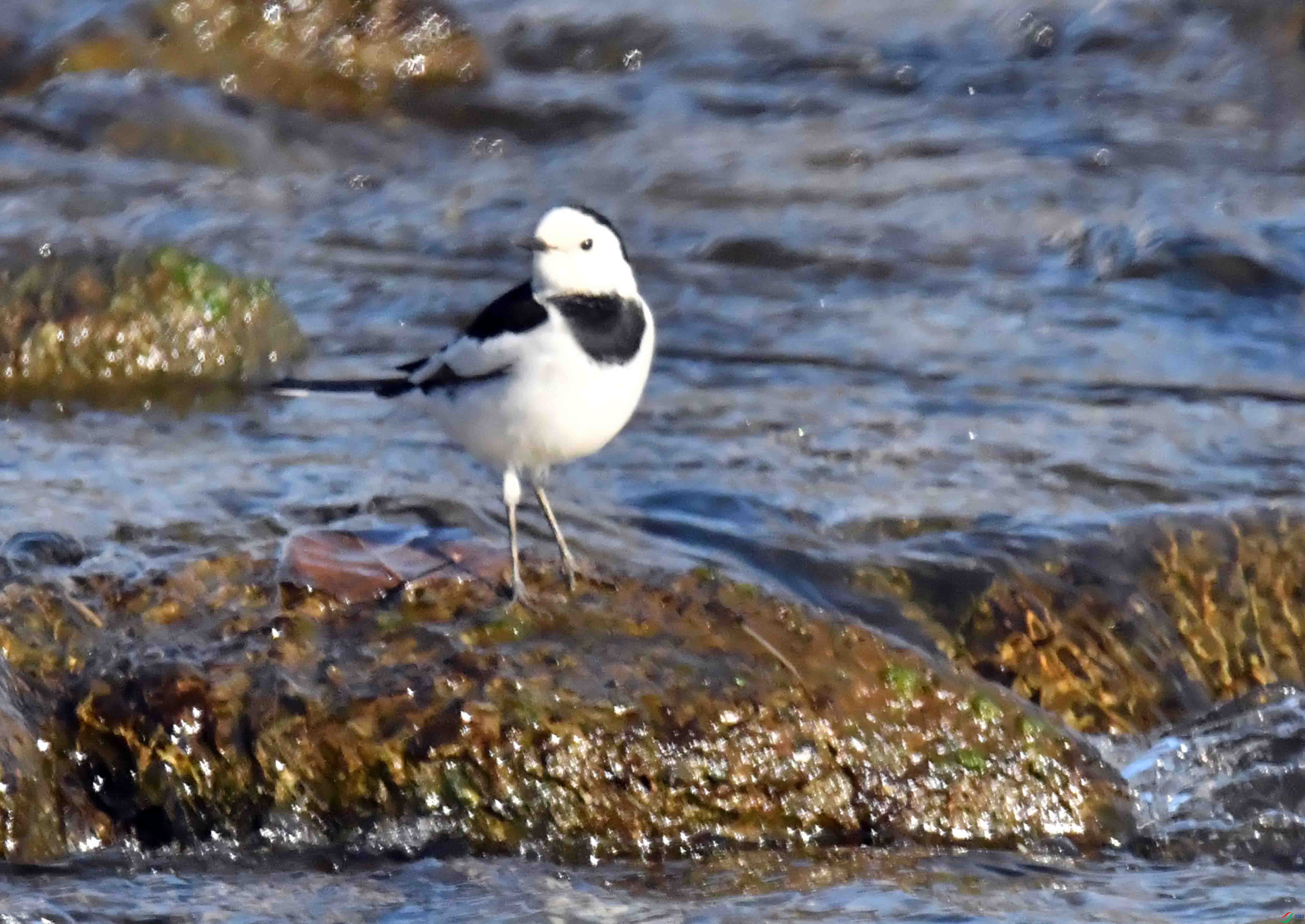 DSC_2255.JPG