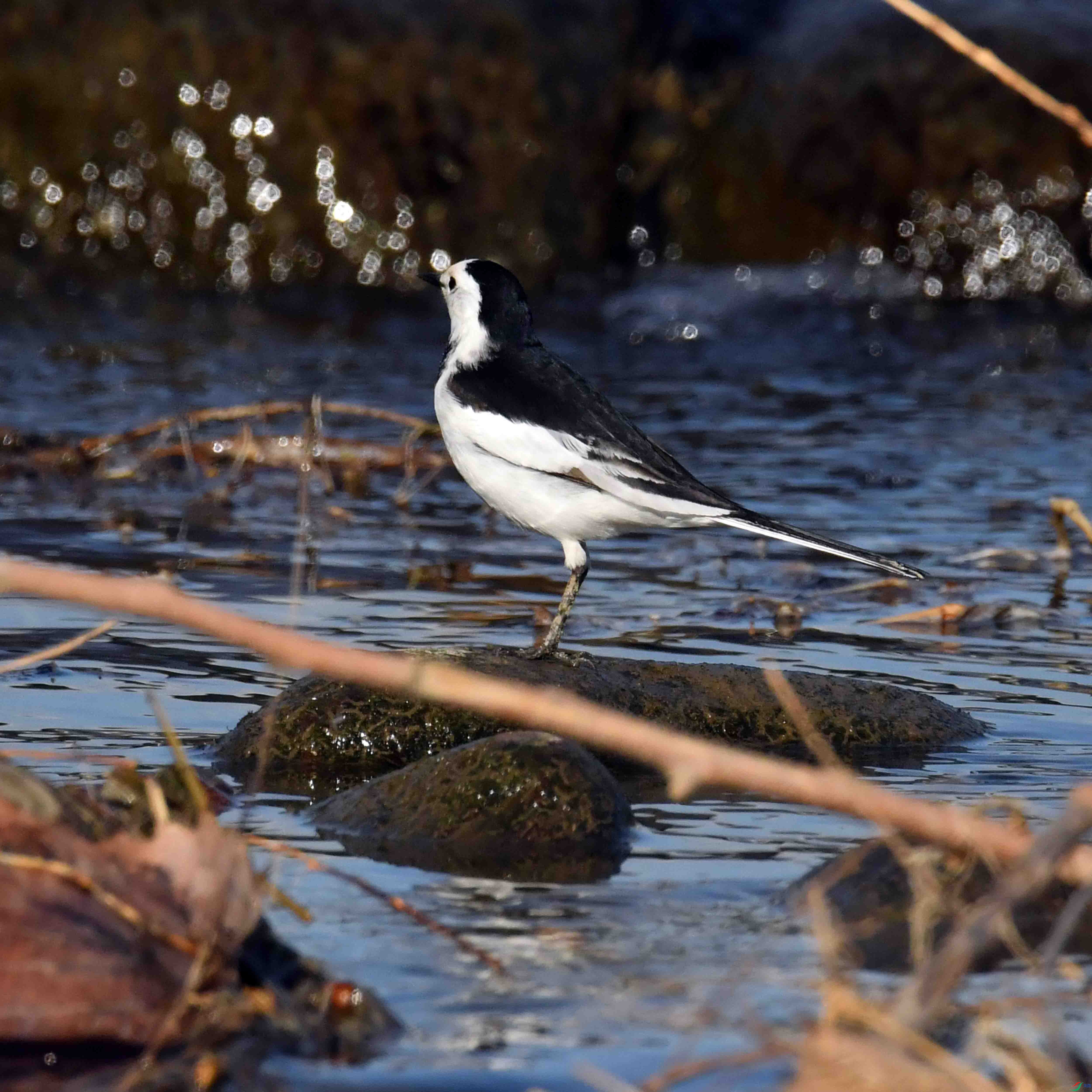 DSC_2269.JPG