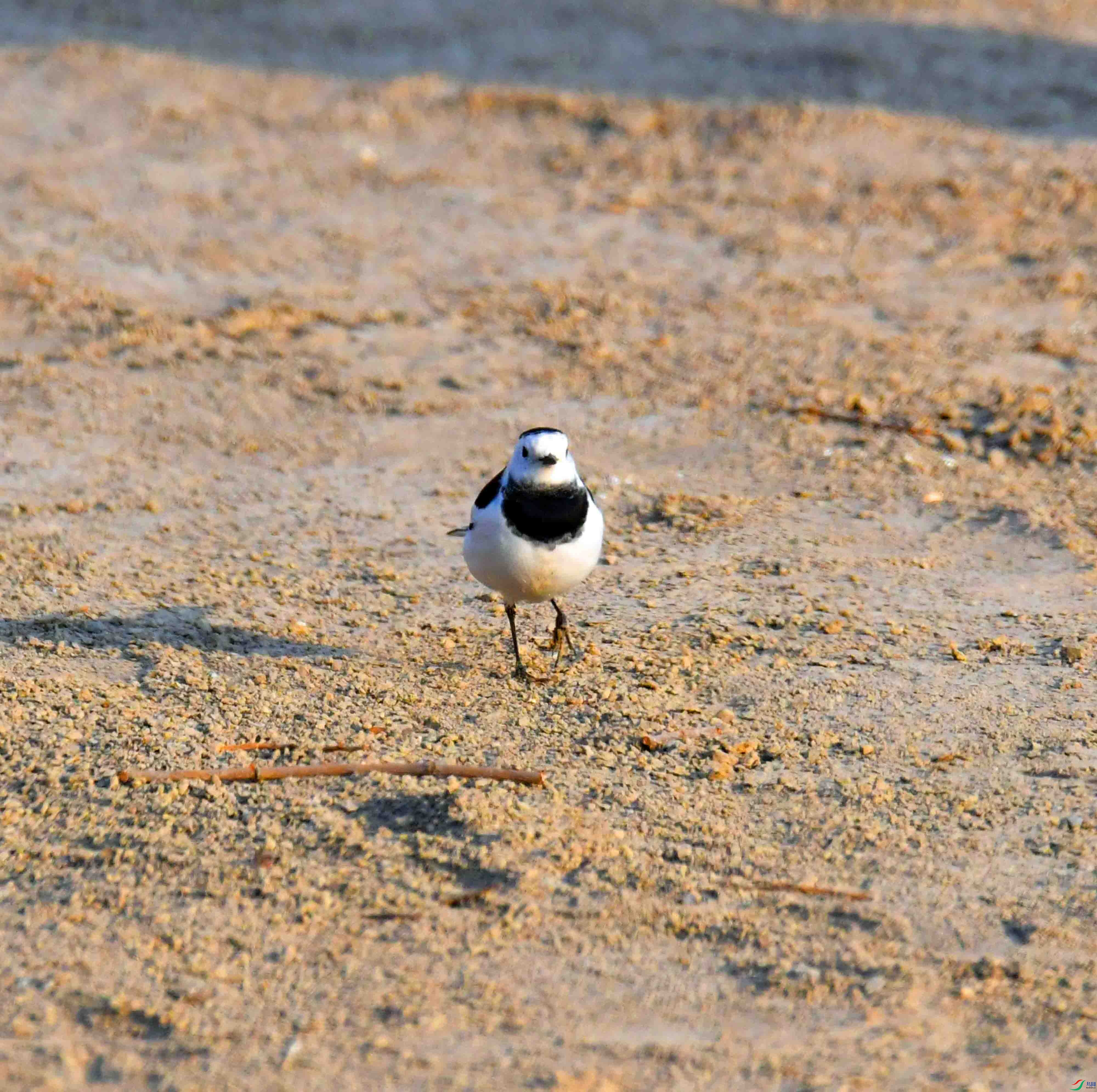 DSC_6155.JPG