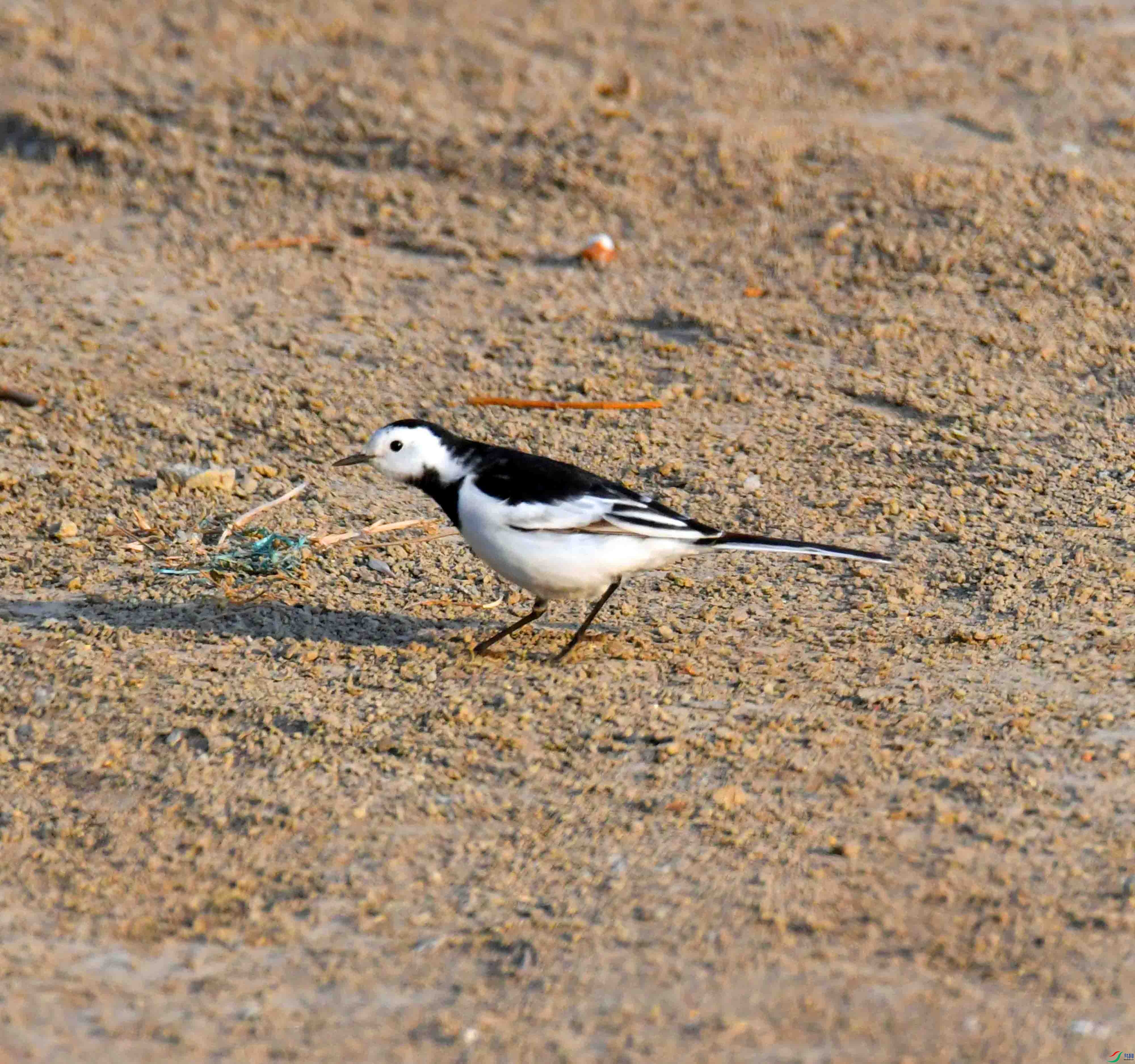 DSC_6159.JPG