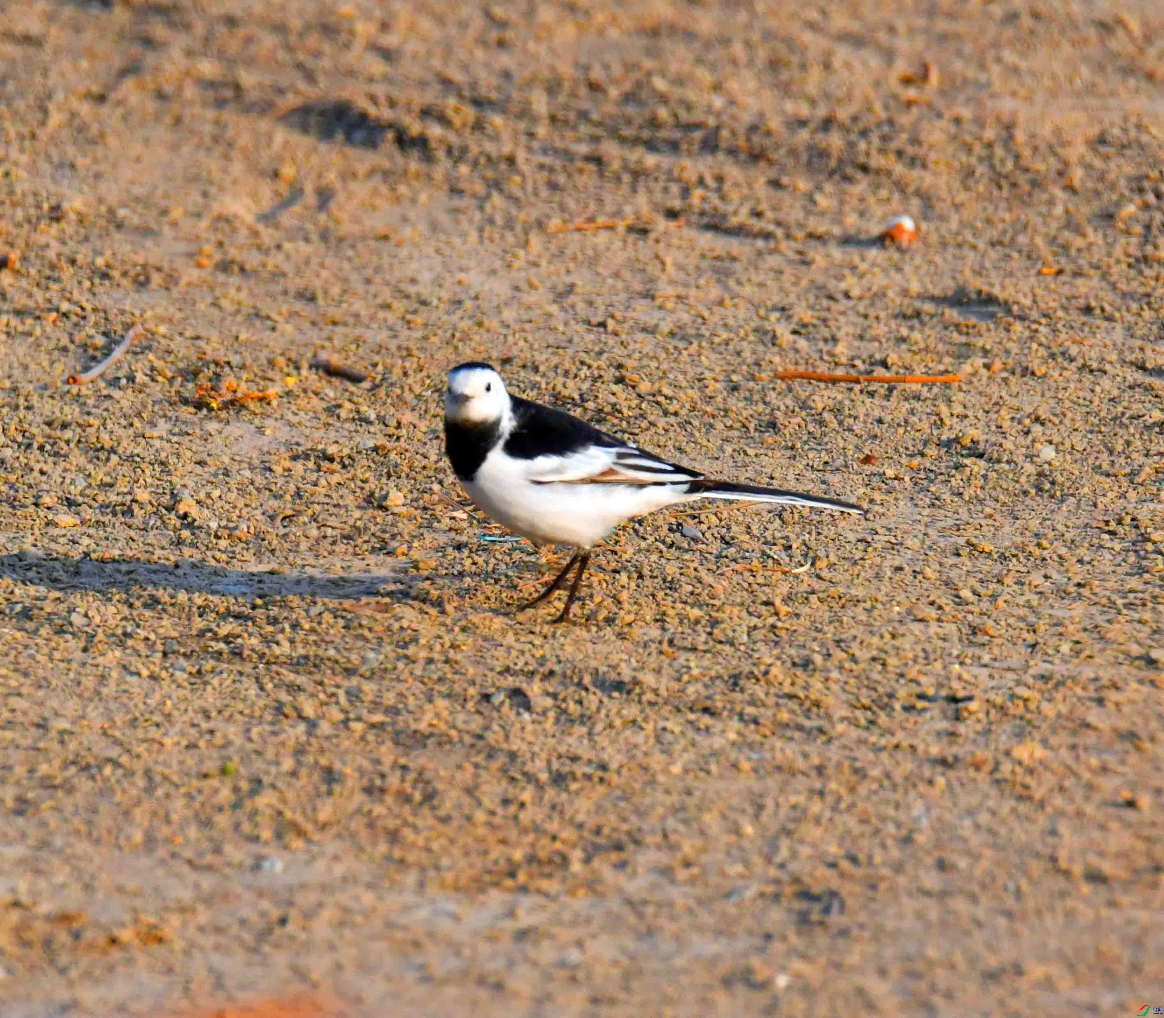 DSC_6163.JPG