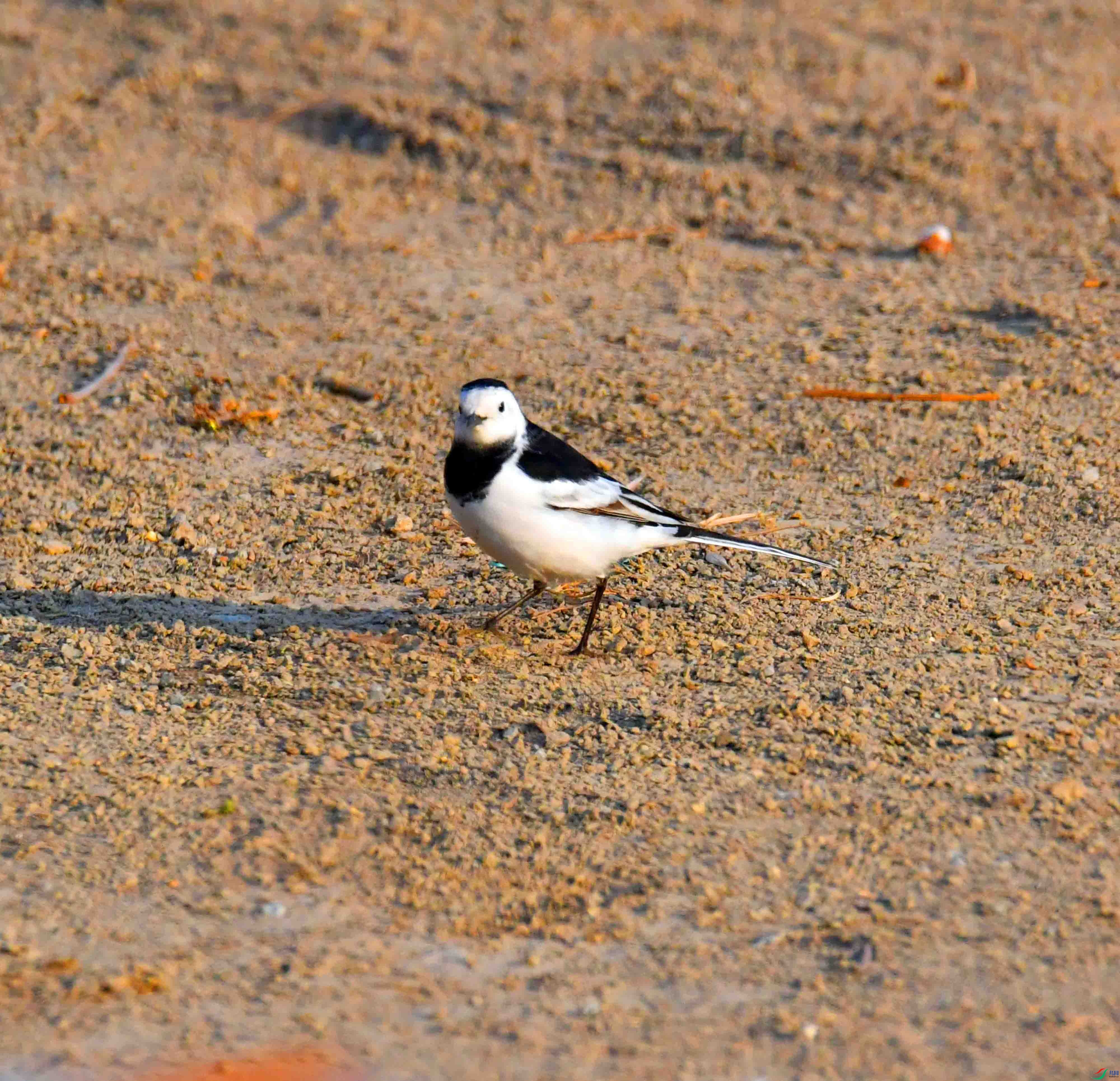 DSC_6164.JPG