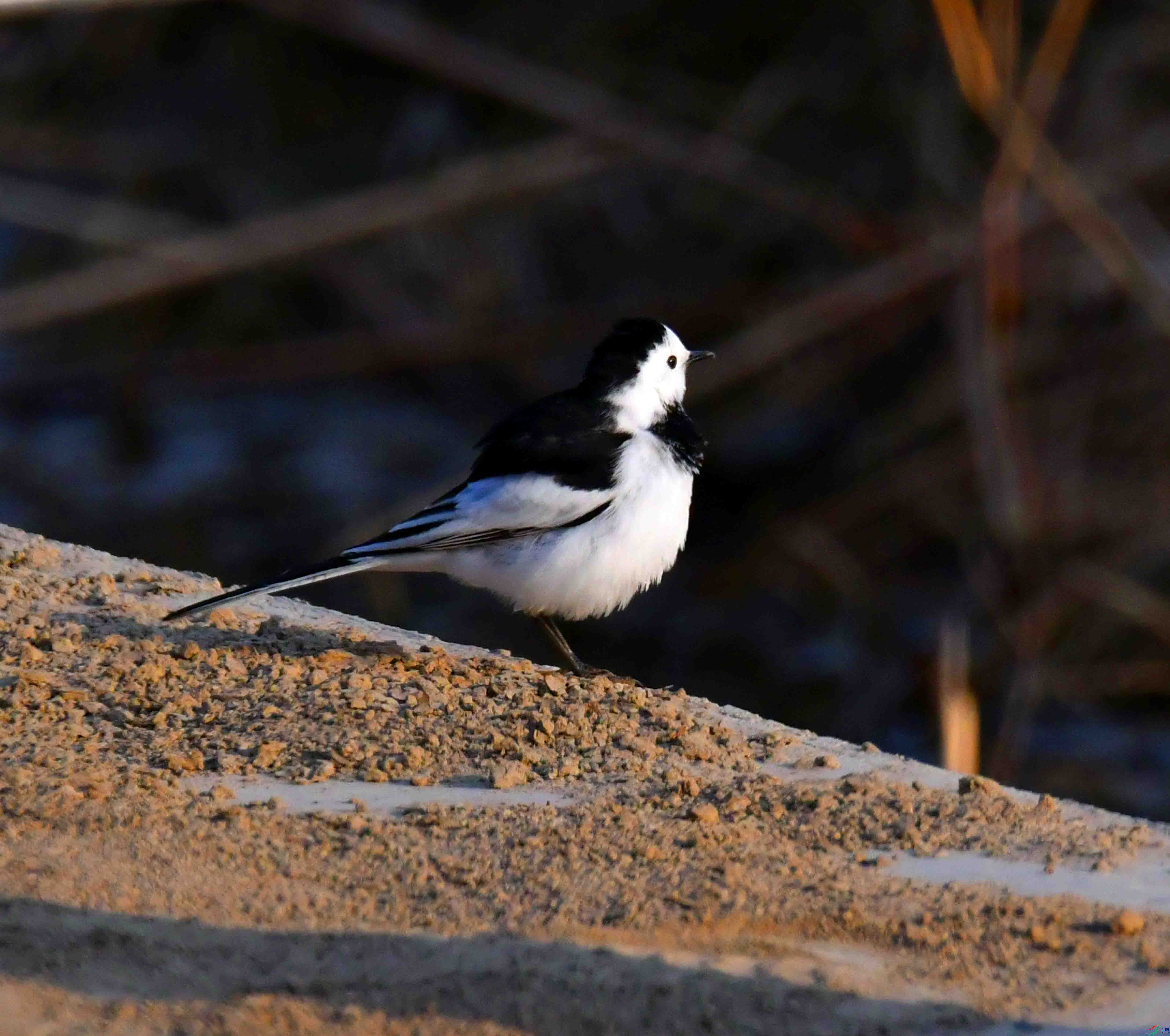 DSC_6166.JPG