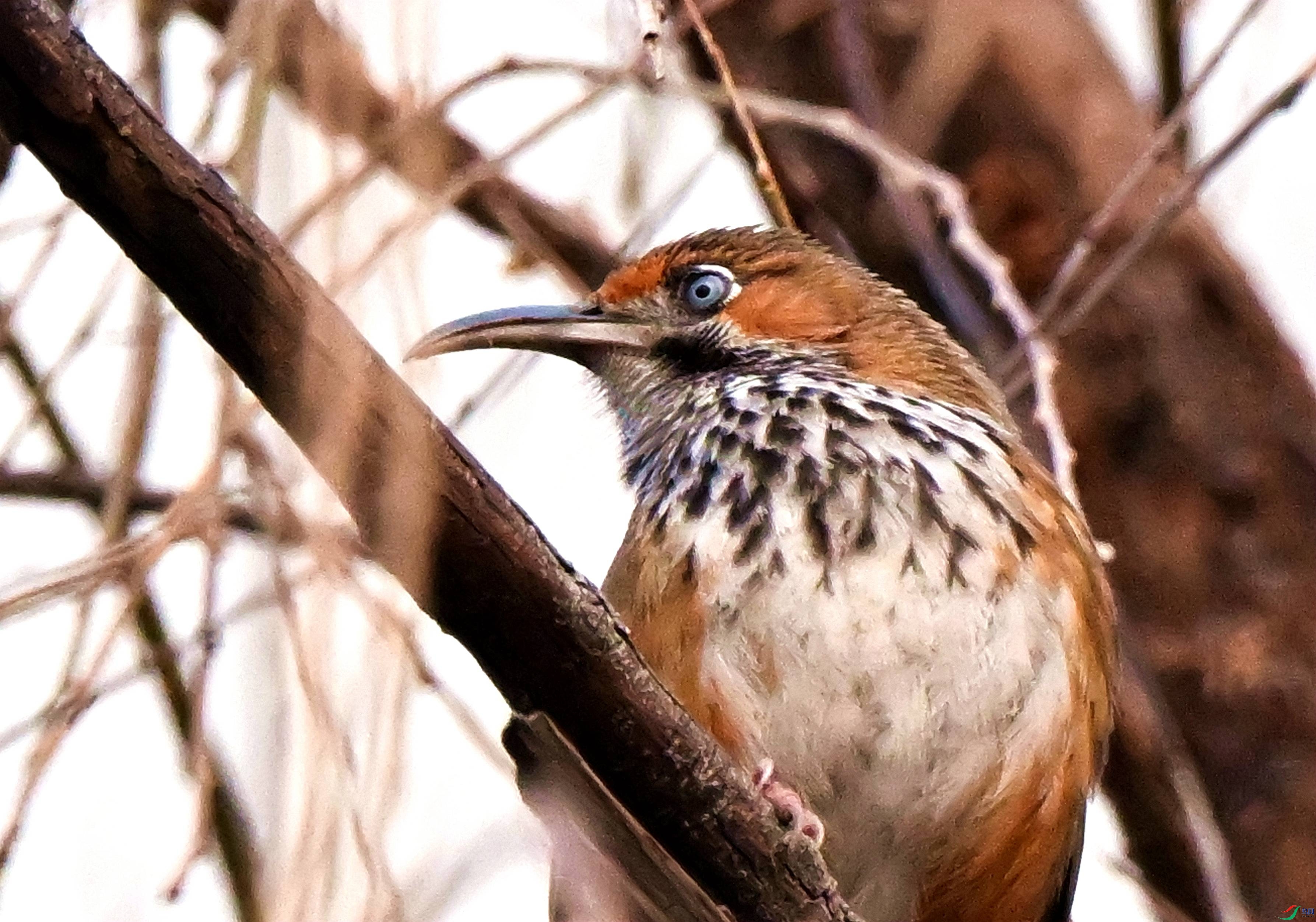 DSC_0002.JPG