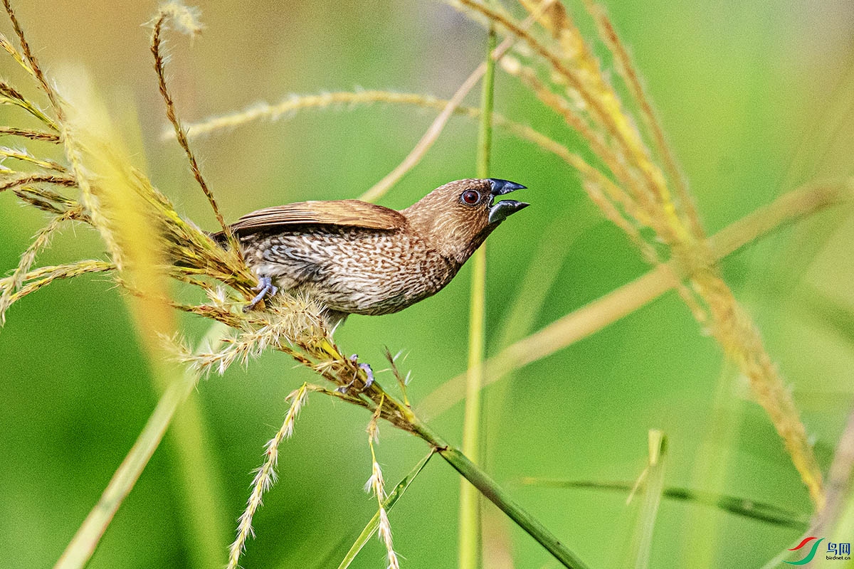 DSC_6496.jpg