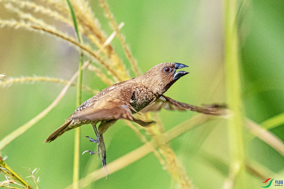 DSC_6497.jpg