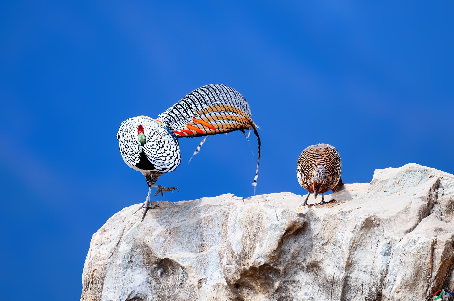 �׸�����-�Ҽ���ż