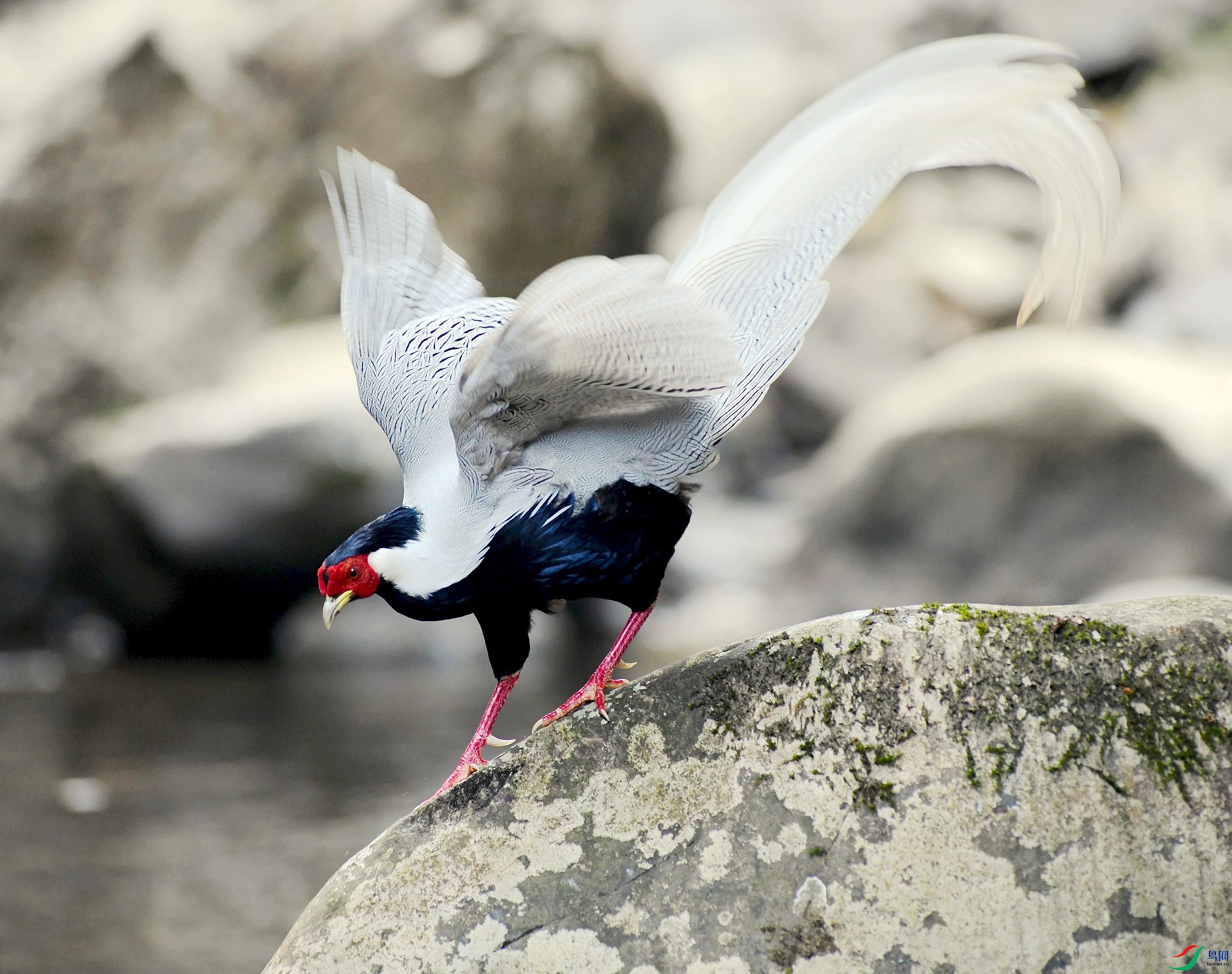 DSC_9954.jpg