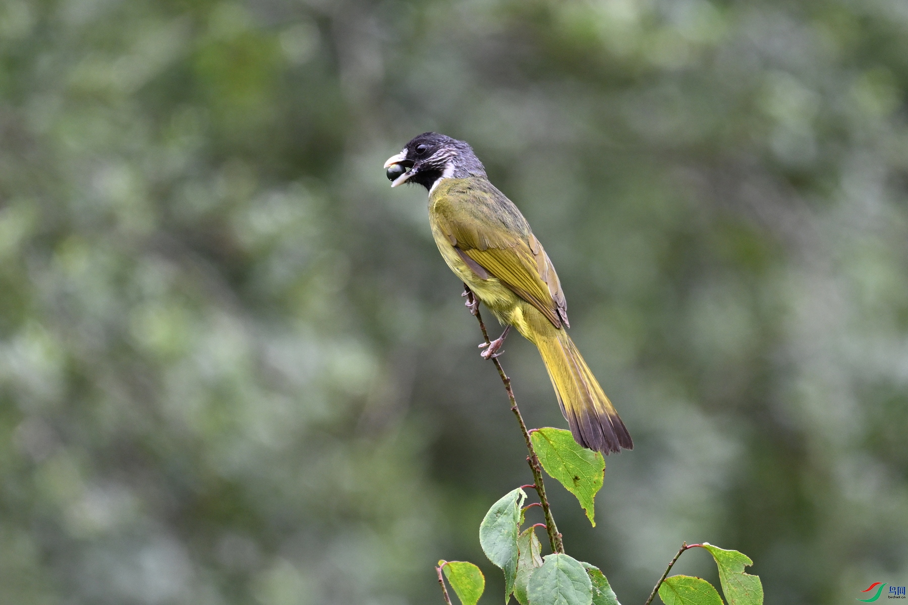 DSC_3246.JPG