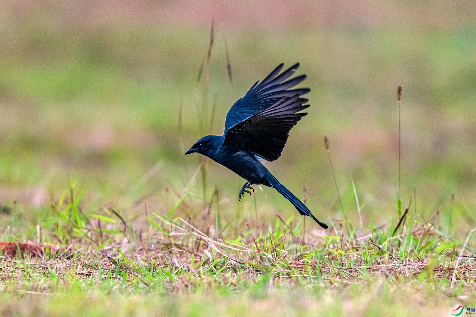 _AUU0180 �ھ�β(25.9.22).jpg