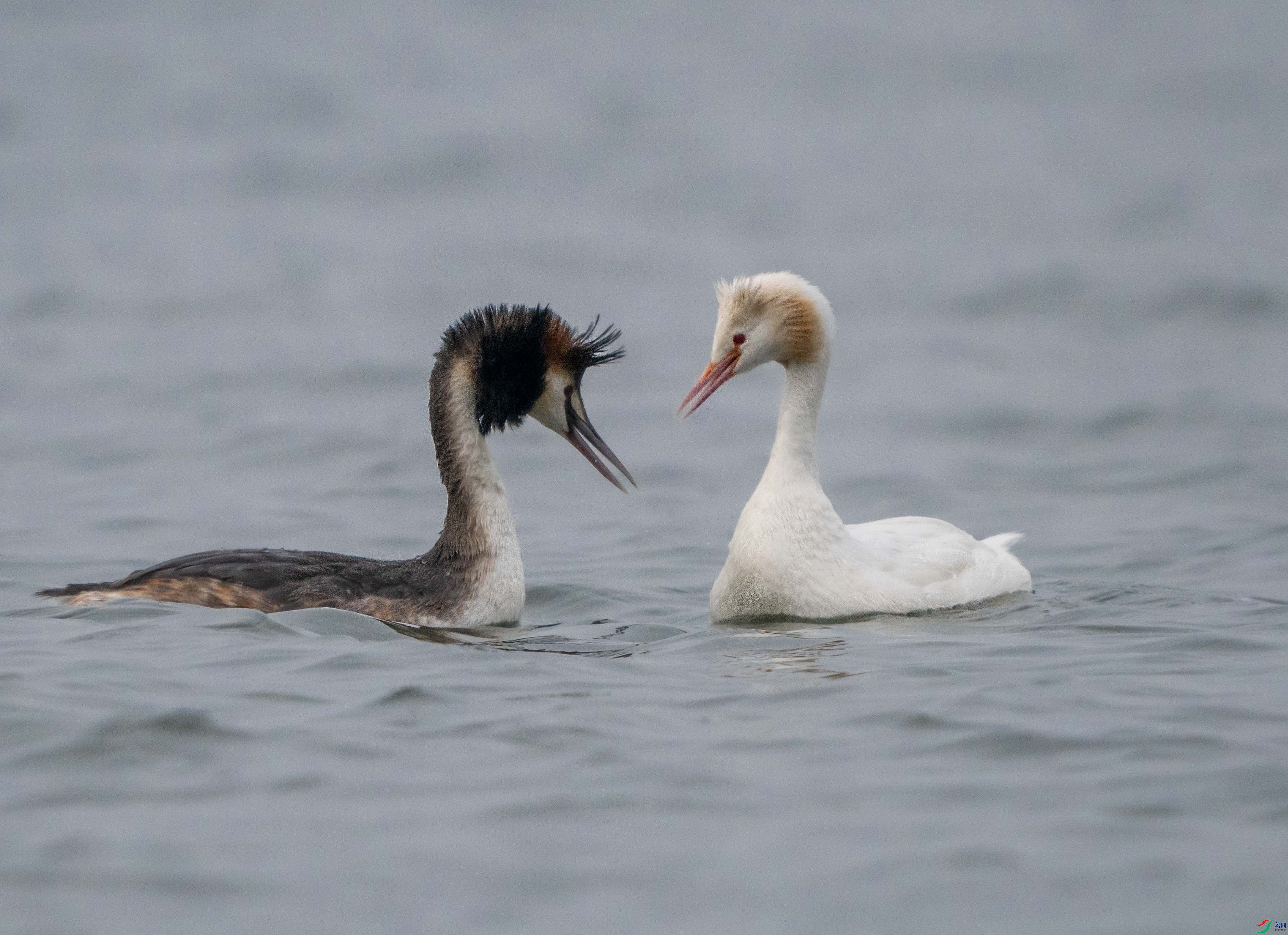 1-xtP3132150 ��Ͷ���.jpg