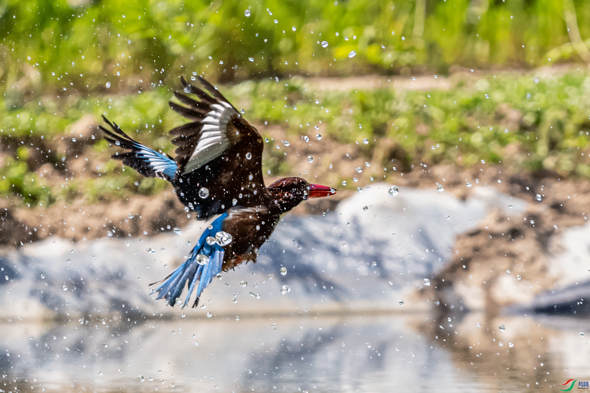 DSC_4107-11.jpg