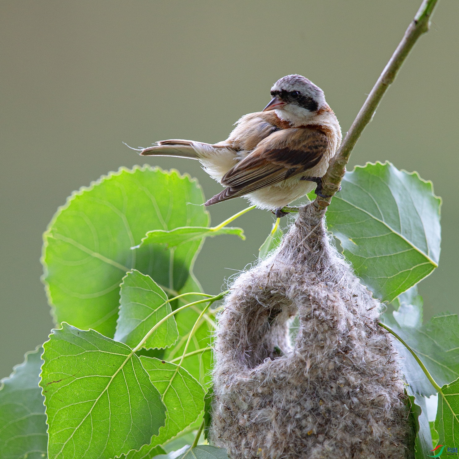 _MG_0346 ����.jpg