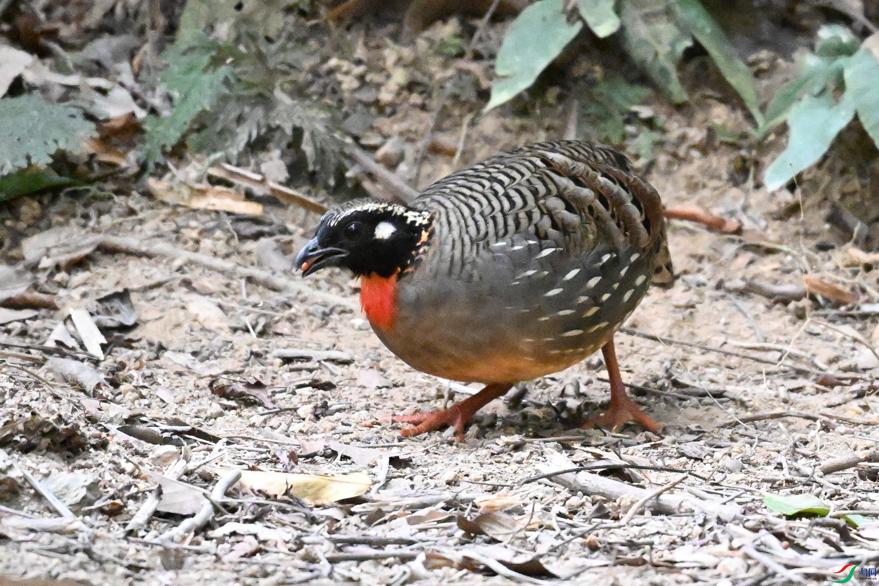 DSC_7266.JPG