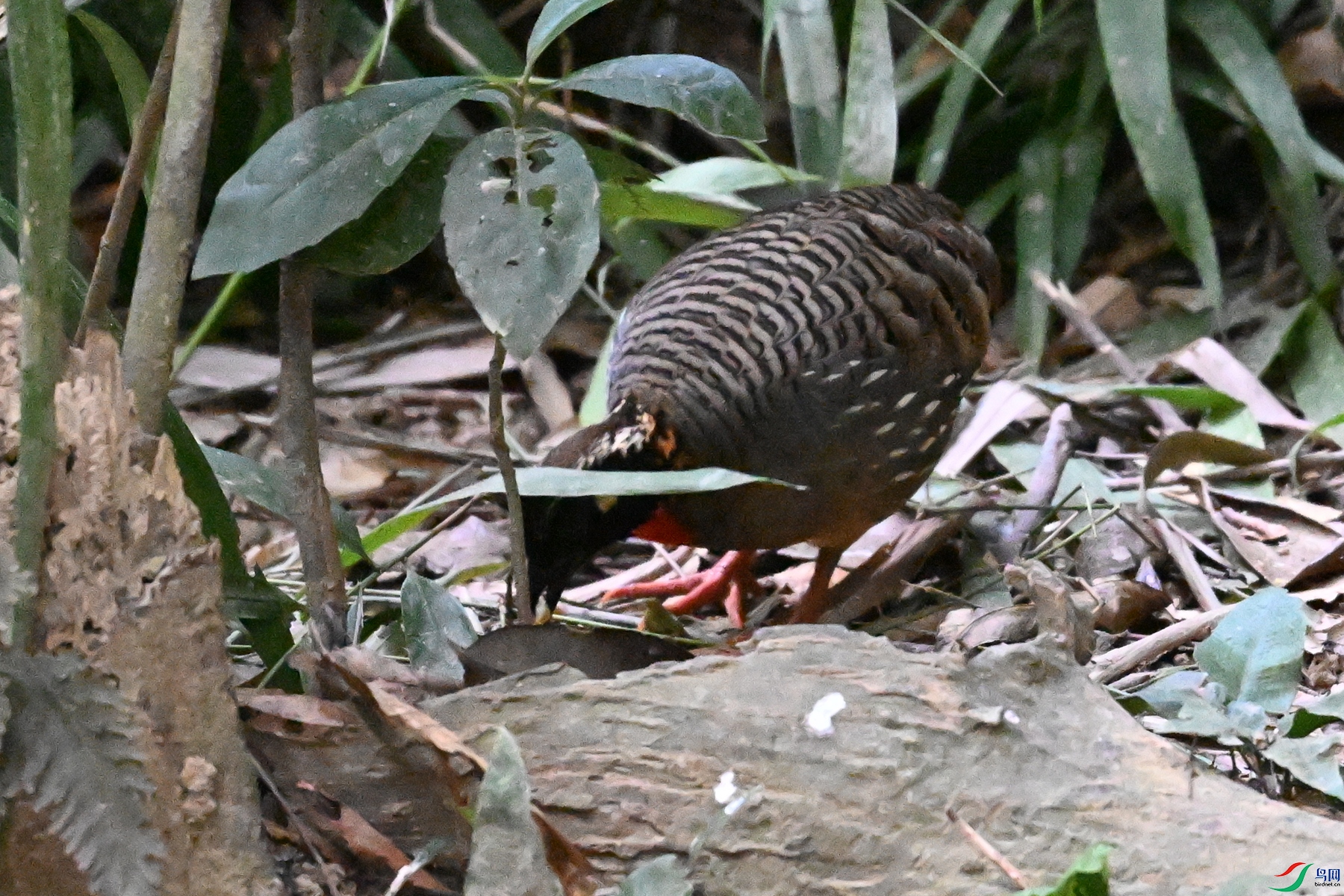DSC_7235.JPG