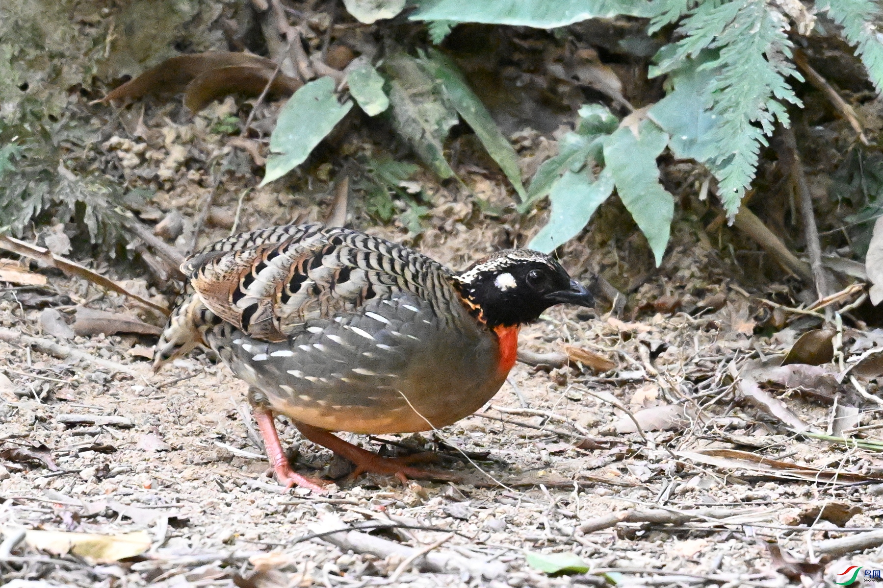 DSC_7255.JPG