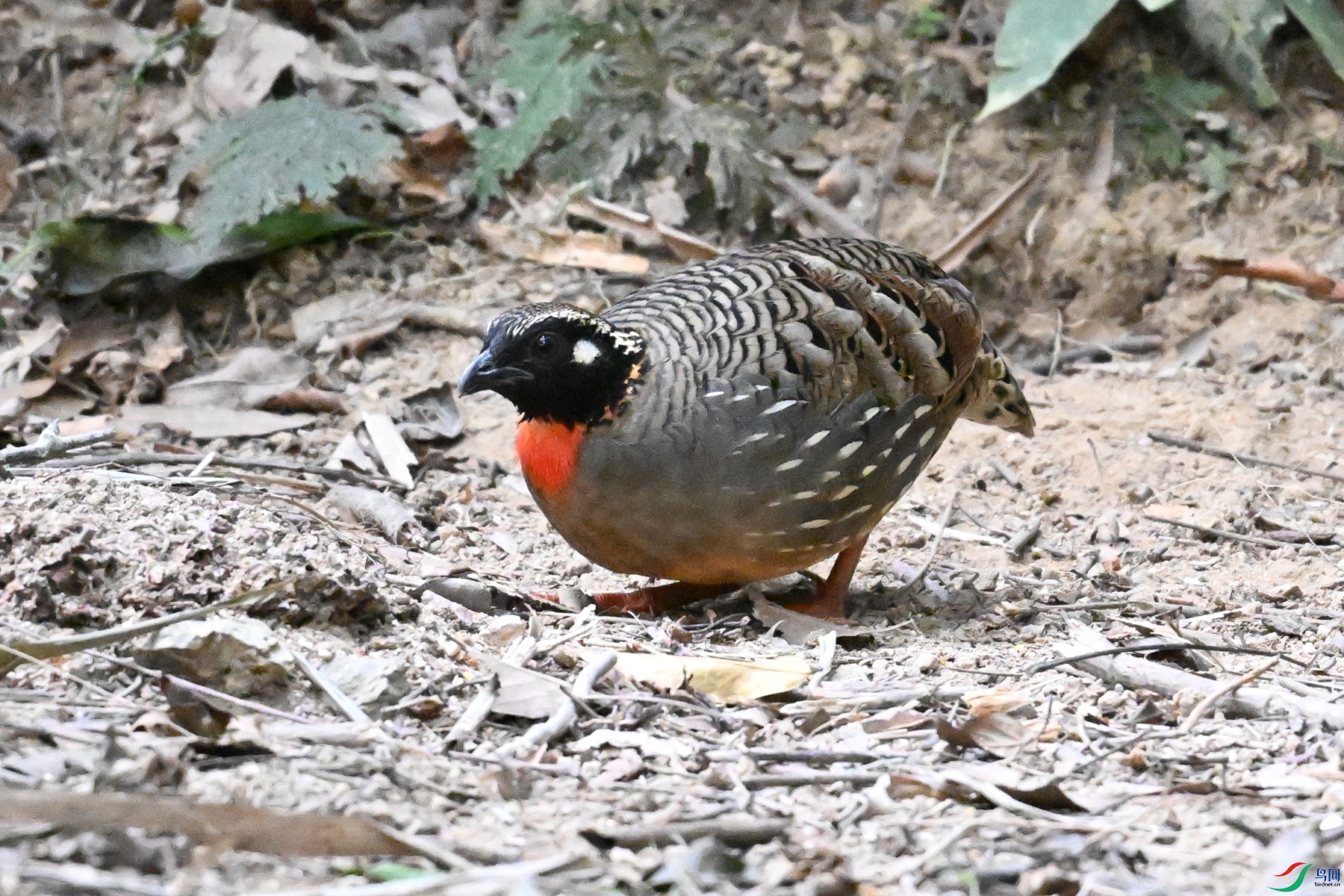 DSC_7269.JPG
