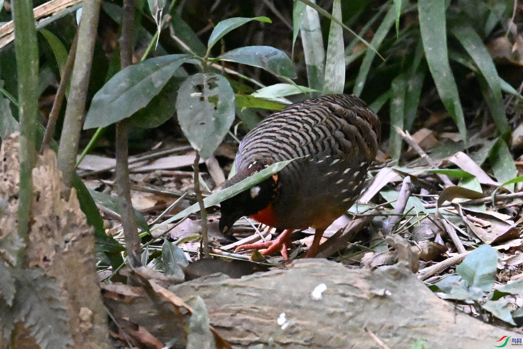DSC_7236.JPG