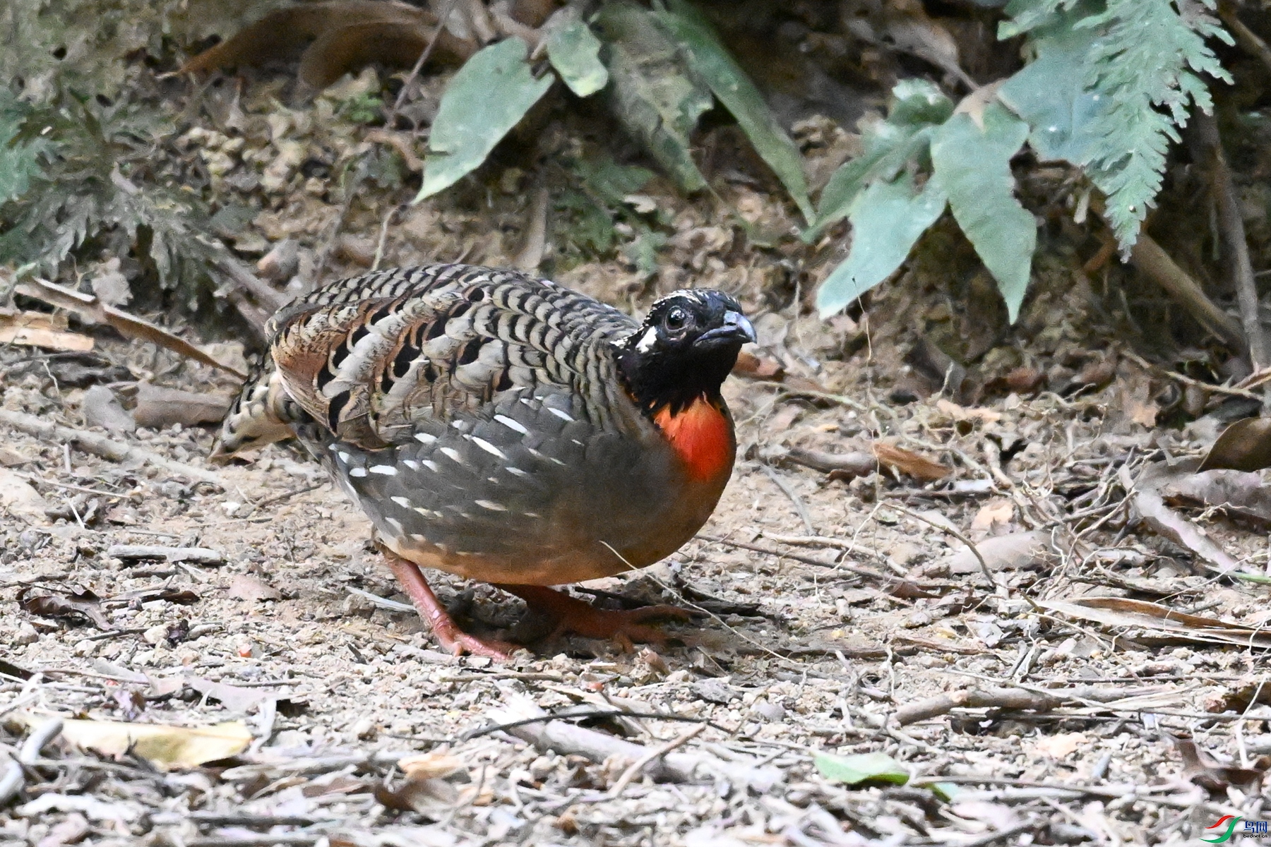 DSC_7257.JPG