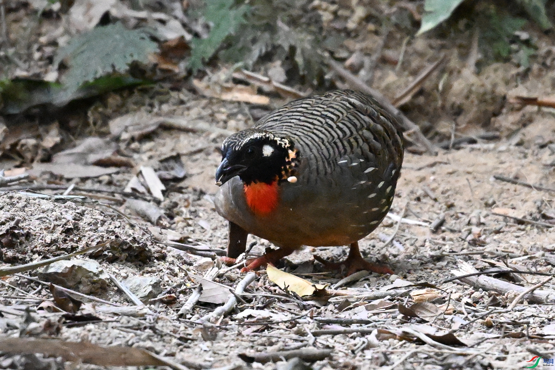 DSC_7272.JPG