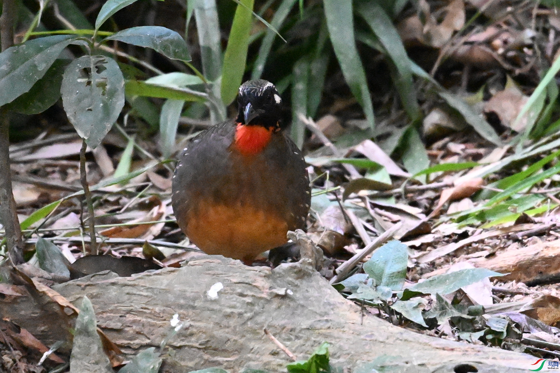 DSC_7240.JPG