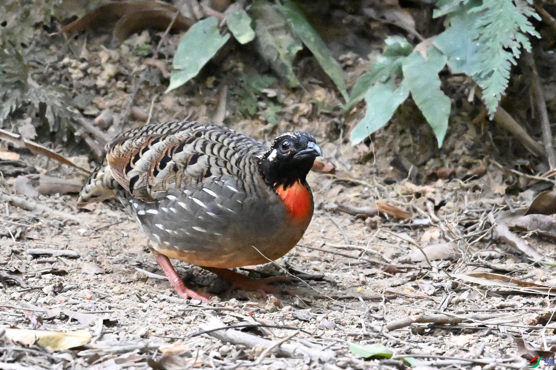 DSC_7259.JPG