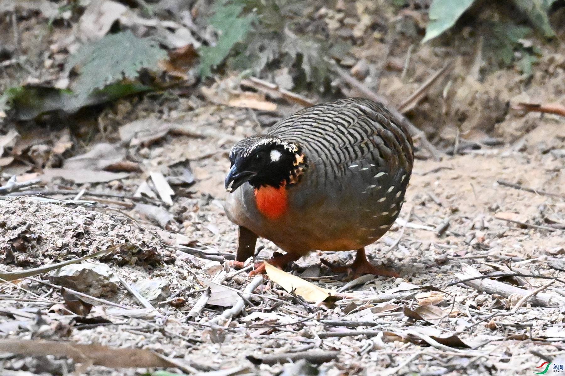 DSC_7275.JPG