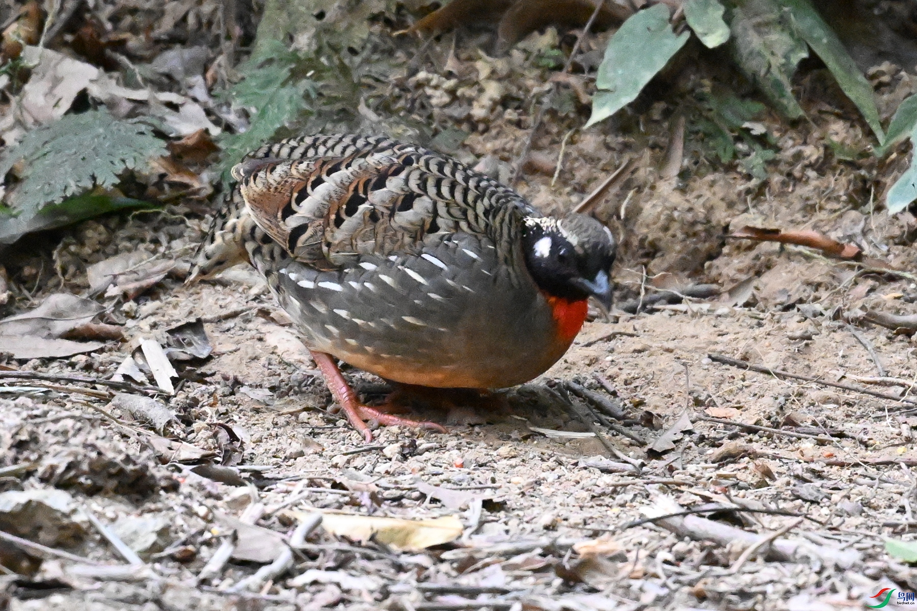 DSC_7245.JPG